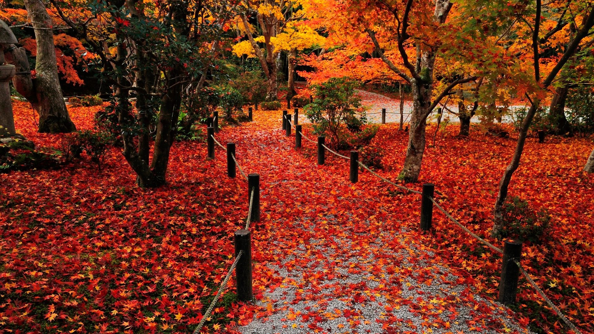 1920x1080 Red Fall Leaves Wallpapers Widescreen