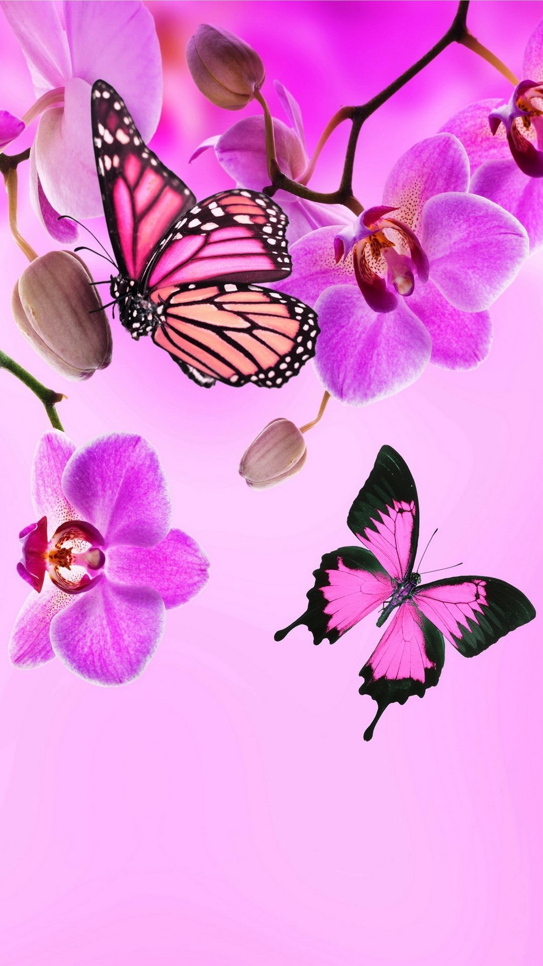 HD wallpaper Adoring Pink Butterflies two pink and black butterflies  illustration  Wallpaper Flare