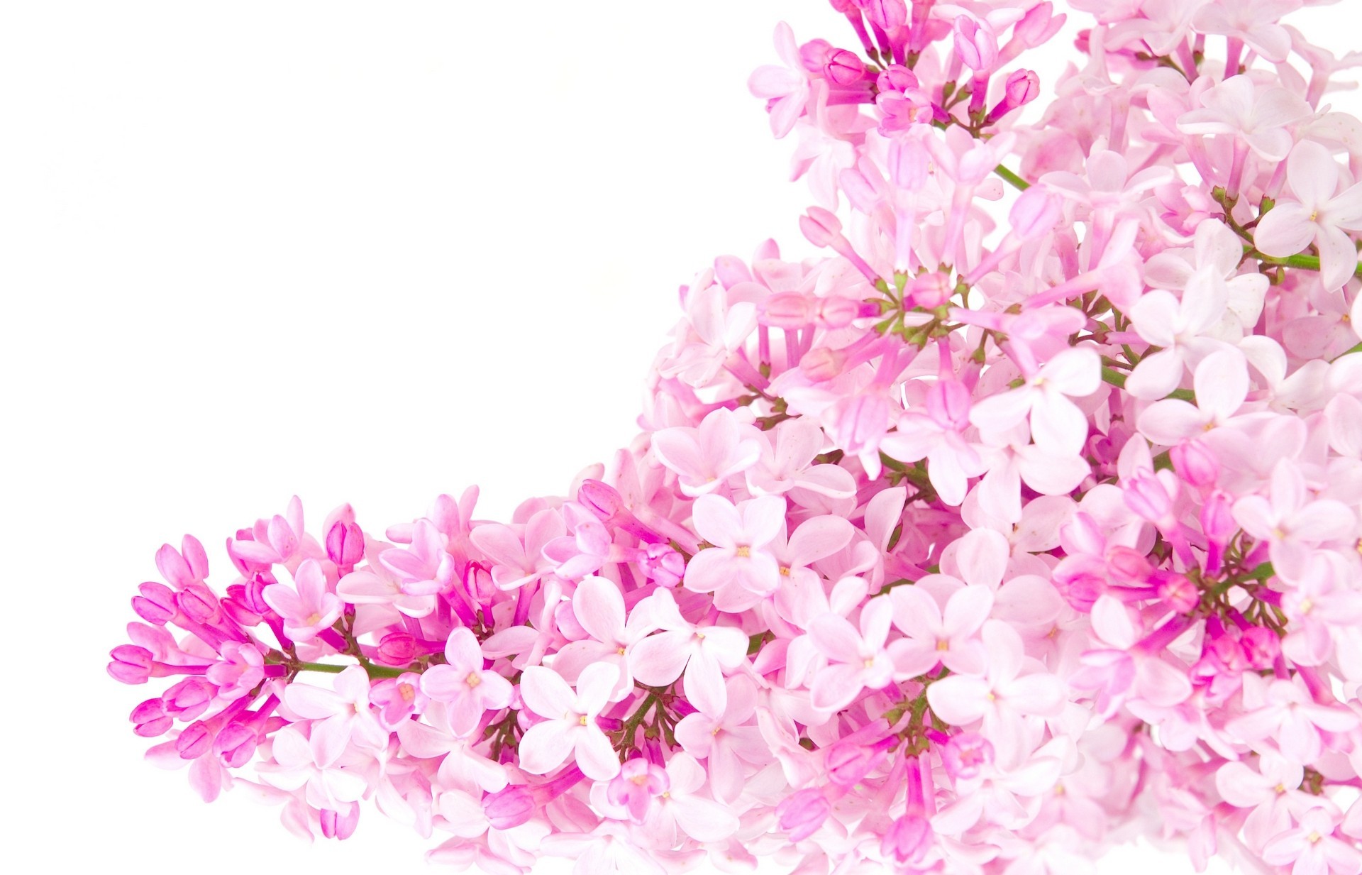 1920x1233 Pink Flower Wallpapers High Quality | Download Free