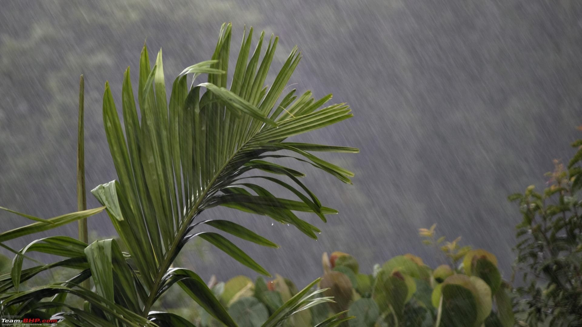 1920x1080 Kerala Tag - Green Monsoon Kerala Cute Rain Leaf Beauty Nature Animal Desktop  Backgrounds for HD
