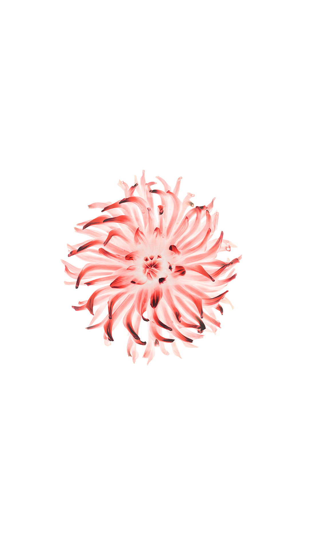 1080x1920 Apple iPhone 6 Plus Wallpaper - red Lotus Flower