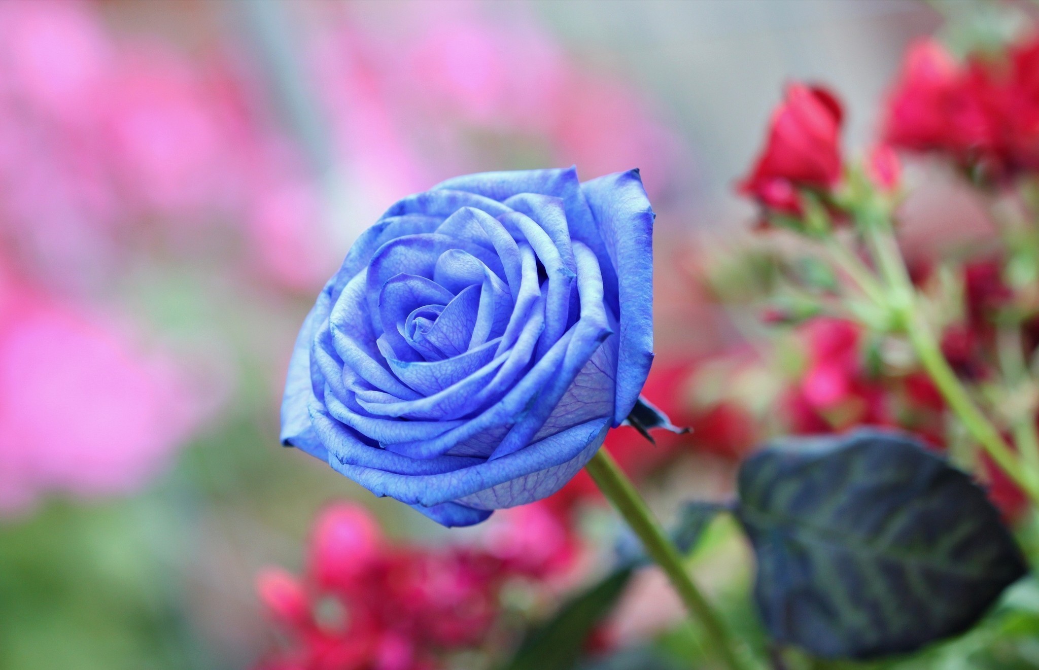 2048x1321 Wallpaper Roses Light Blue Flowers