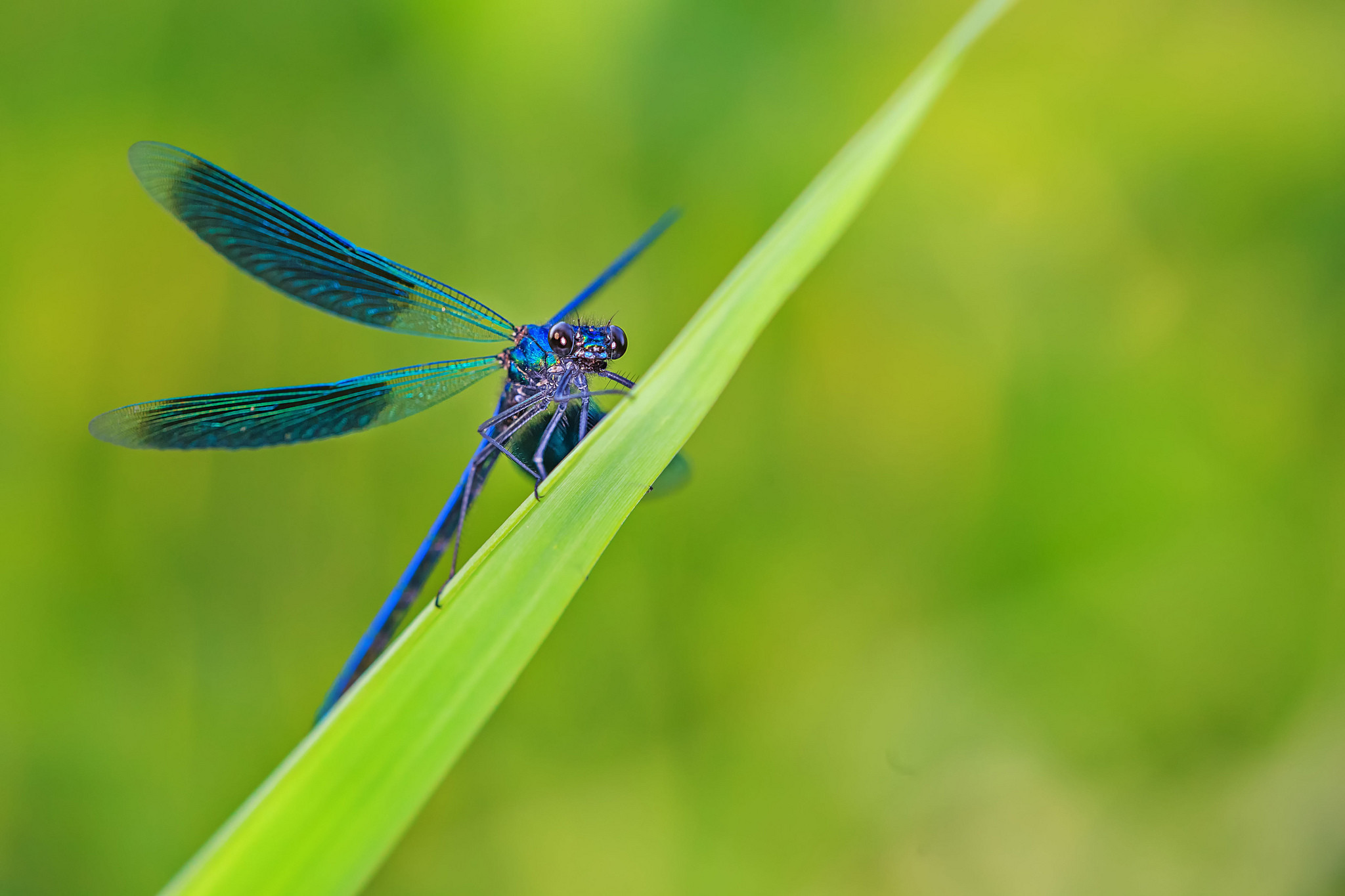 2048x1365 Blue Dragonfly Desktop Background. Download  ...