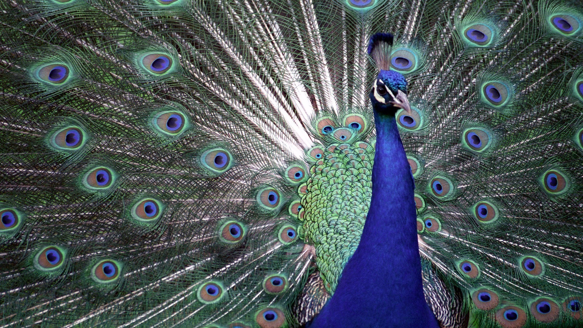 1920x1080 peacock backgrounds for desktop hd backgrounds