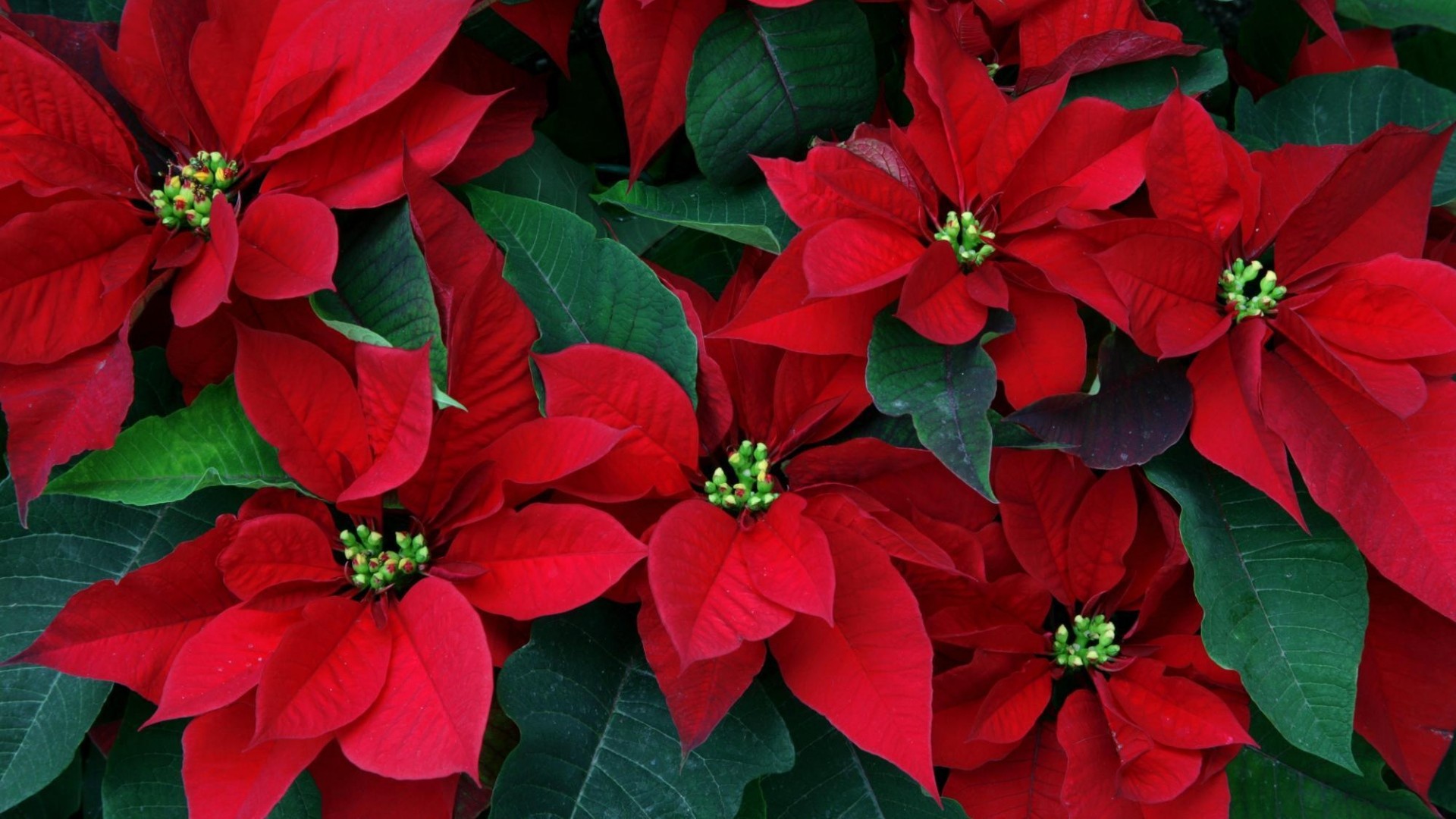 1920x1080 Get the latest poinsettia, flowers, herbs news, pictures and videos and  learn all about poinsettia, flowers, herbs from wallpapers4u.org, your  wallpaper ...
