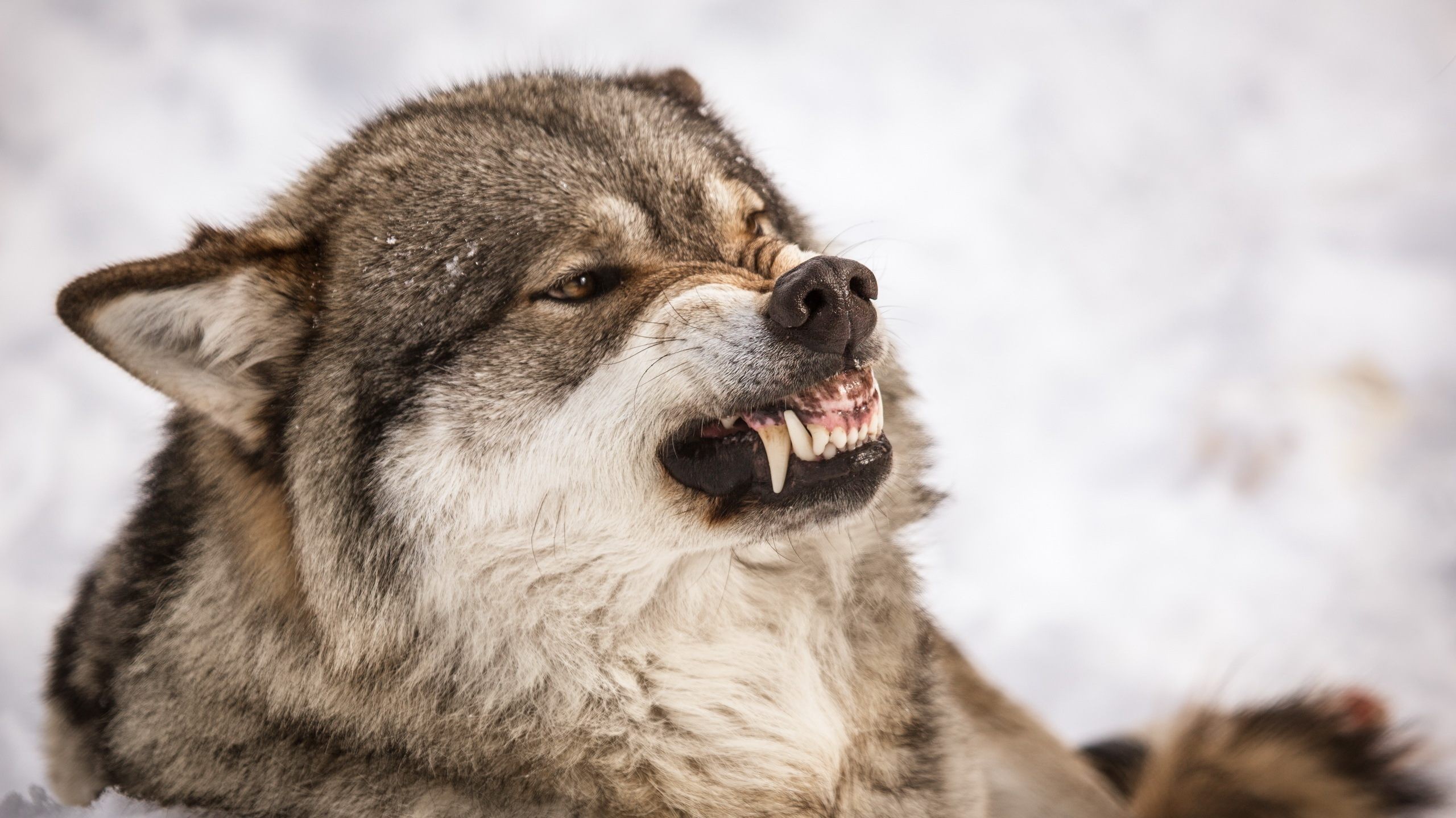 2560x1440 ... Angry Wolf Wallpaper HD For Desktop Of Grey Wolf Face