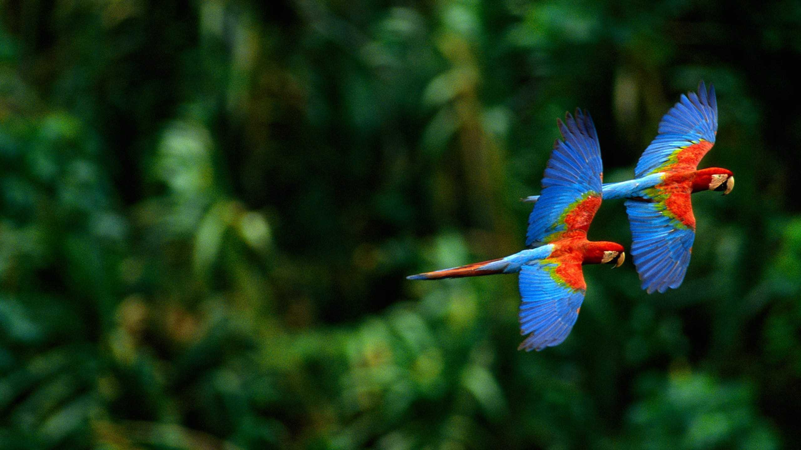 2560x1440 ... Cute Macaw Parrot Desktop HD Wallpapers | HD Wallapers for Free ...