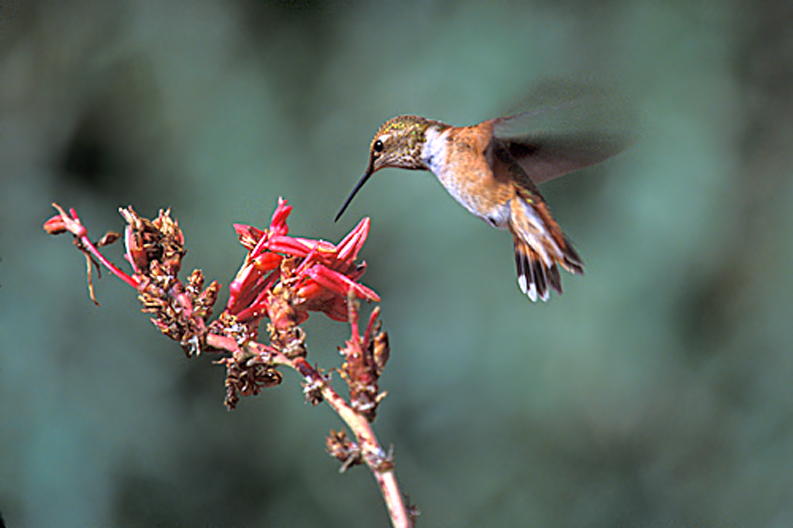 2700x1798 Hummingbird Picture