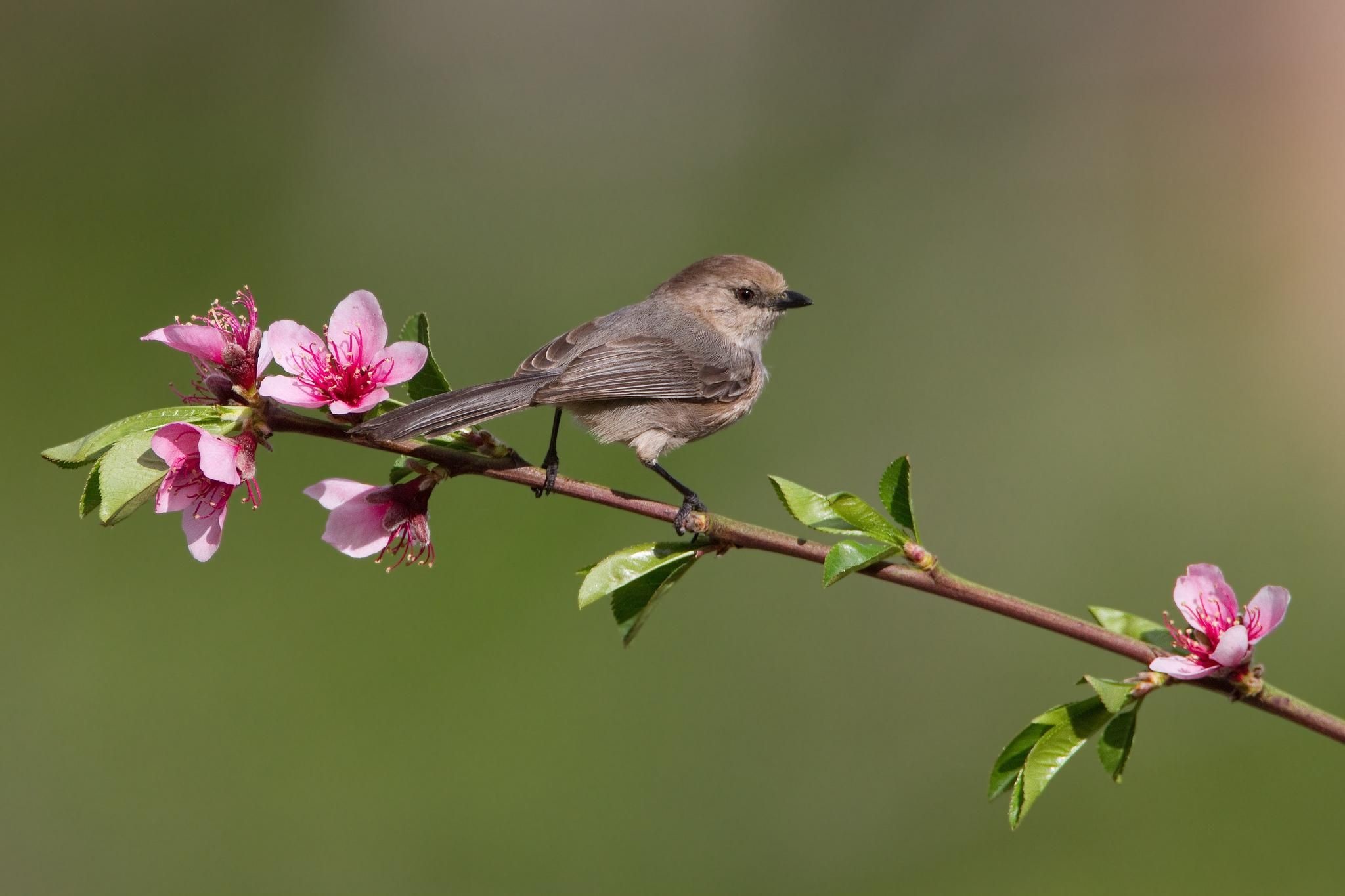 2048x1365 birds on flower branches | HD *** Bird on a flowering tree branch *