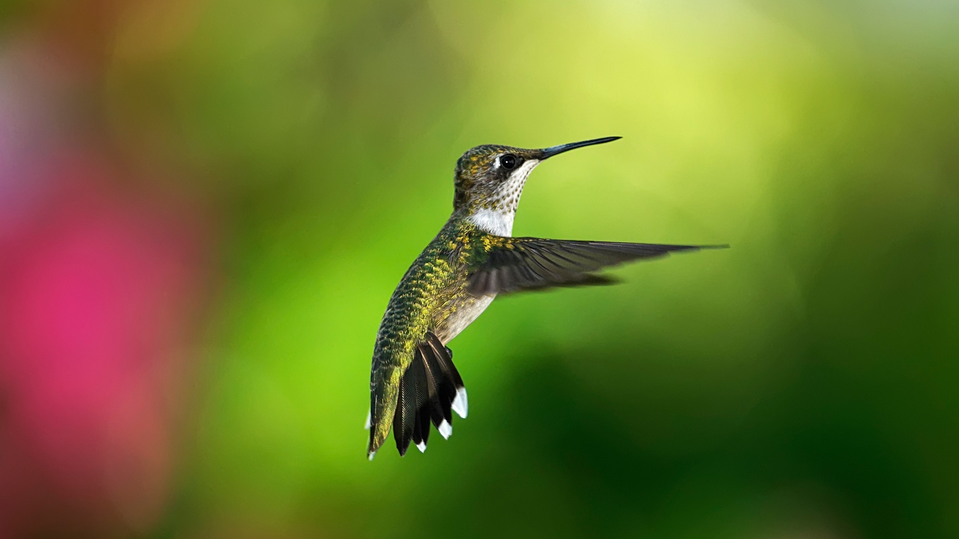 3840x2160  Wallpaper hummingbird, bird, background, flight