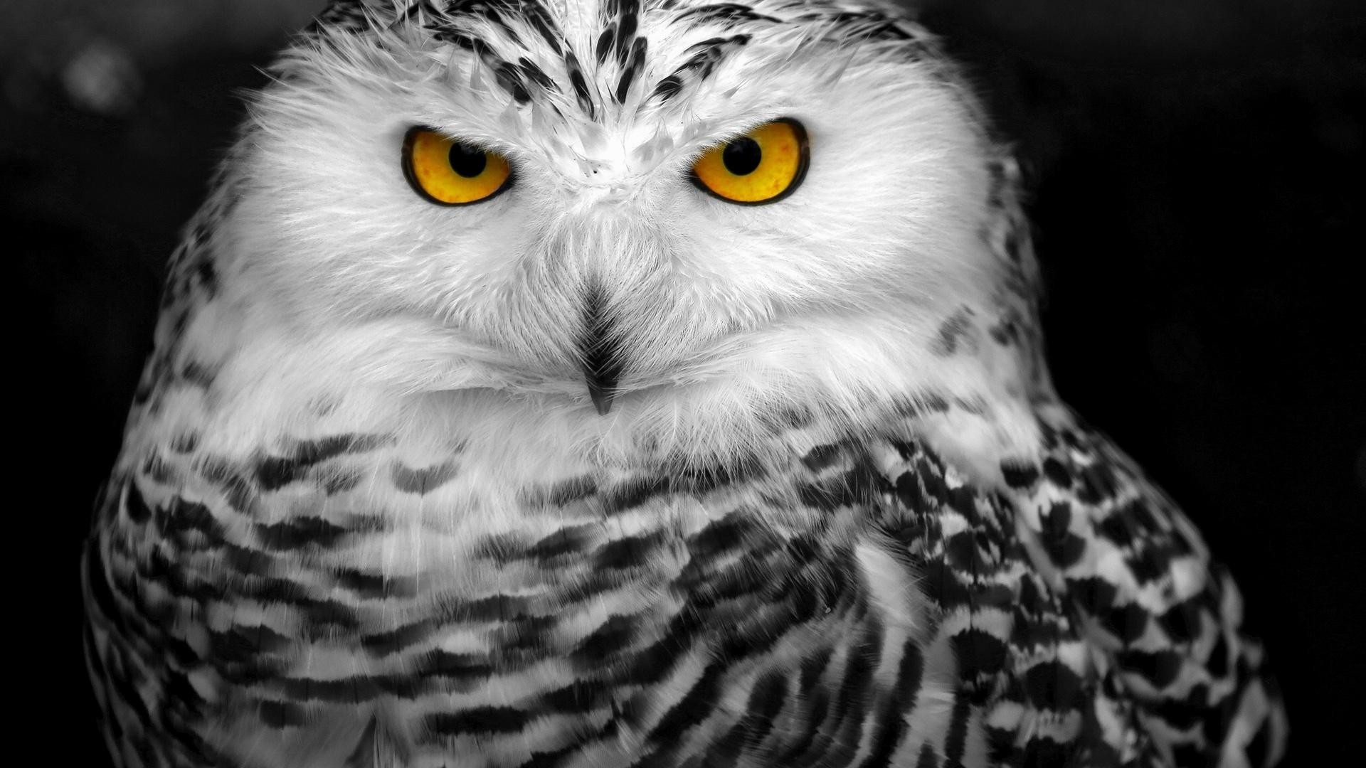 1920x1080 Pictures-images-animal-owl-backgrounds