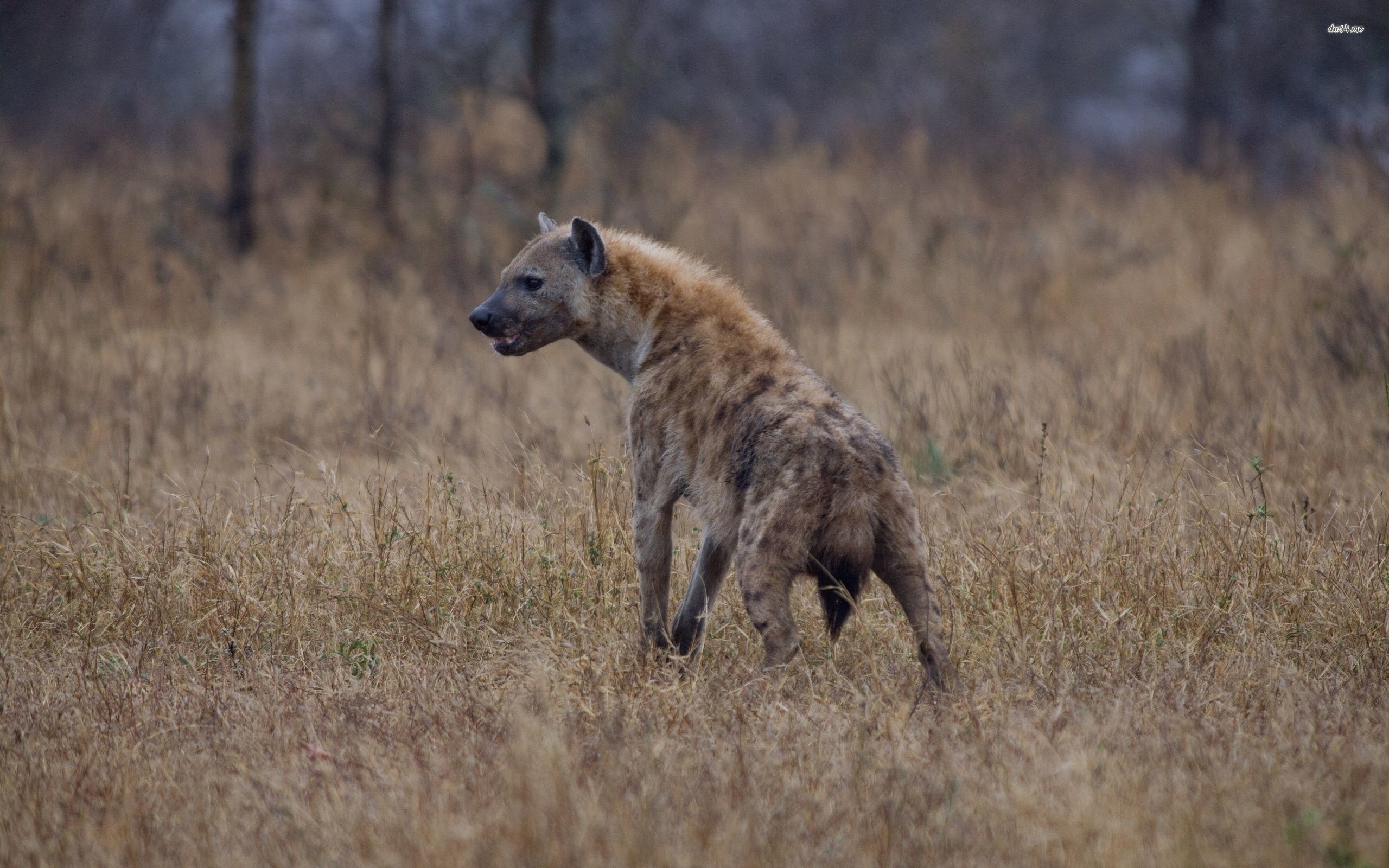 The Hyena In Search Of Hope Background Pictures Of Hyenas Background Image  And Wallpaper for Free Download