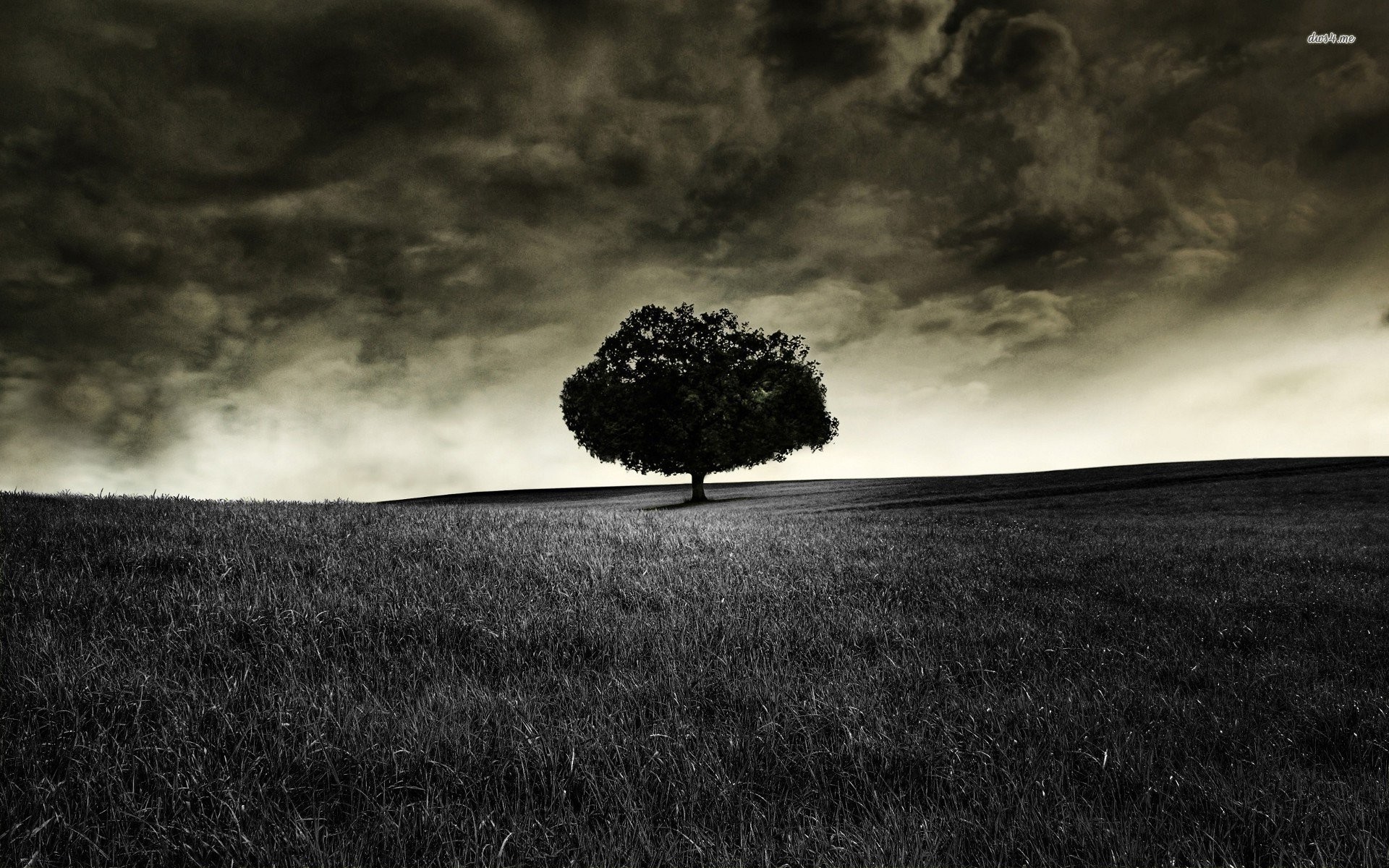 1920x1200 Images of Lonely Tree Wallpaper 1920x1080 - #SC ...