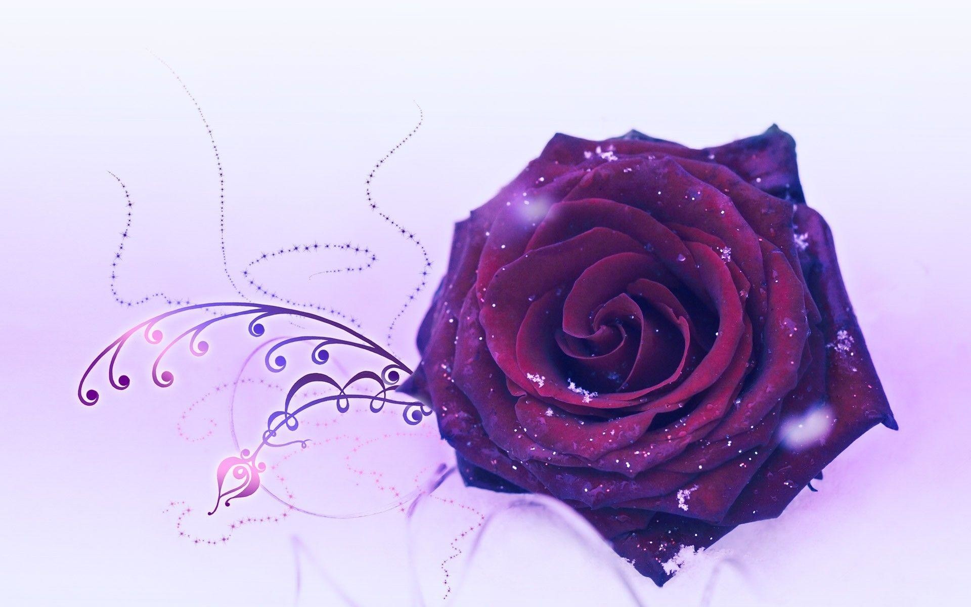 1920x1200 Wallpapers For > Purple Rose Wallpaper Download