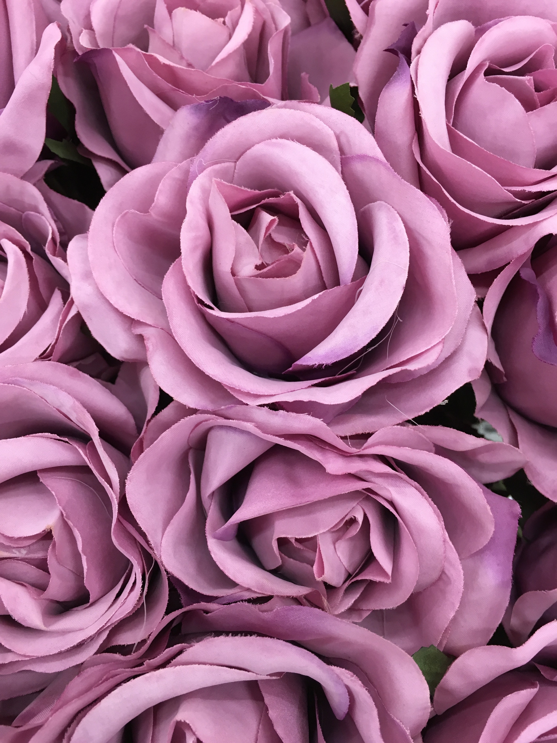 1800x2400 The color purple rose flowers 52757