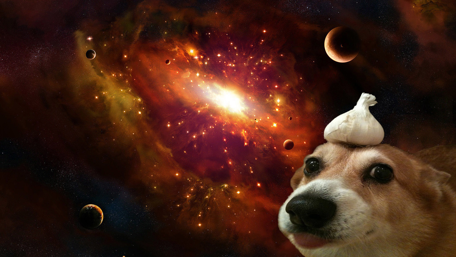 1920x1080 A dog with garlic on its' head in space [] ...