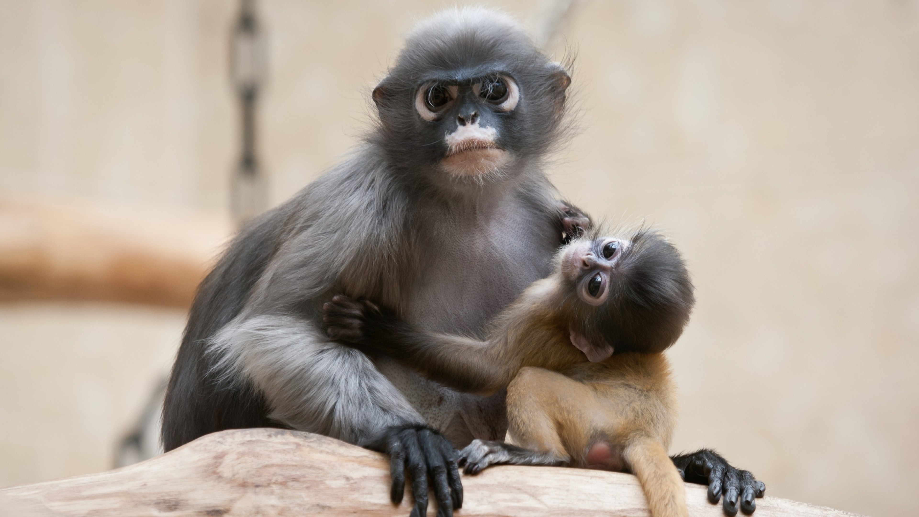 3840x2160  Wallpaper monkey, baby, couple, caring
