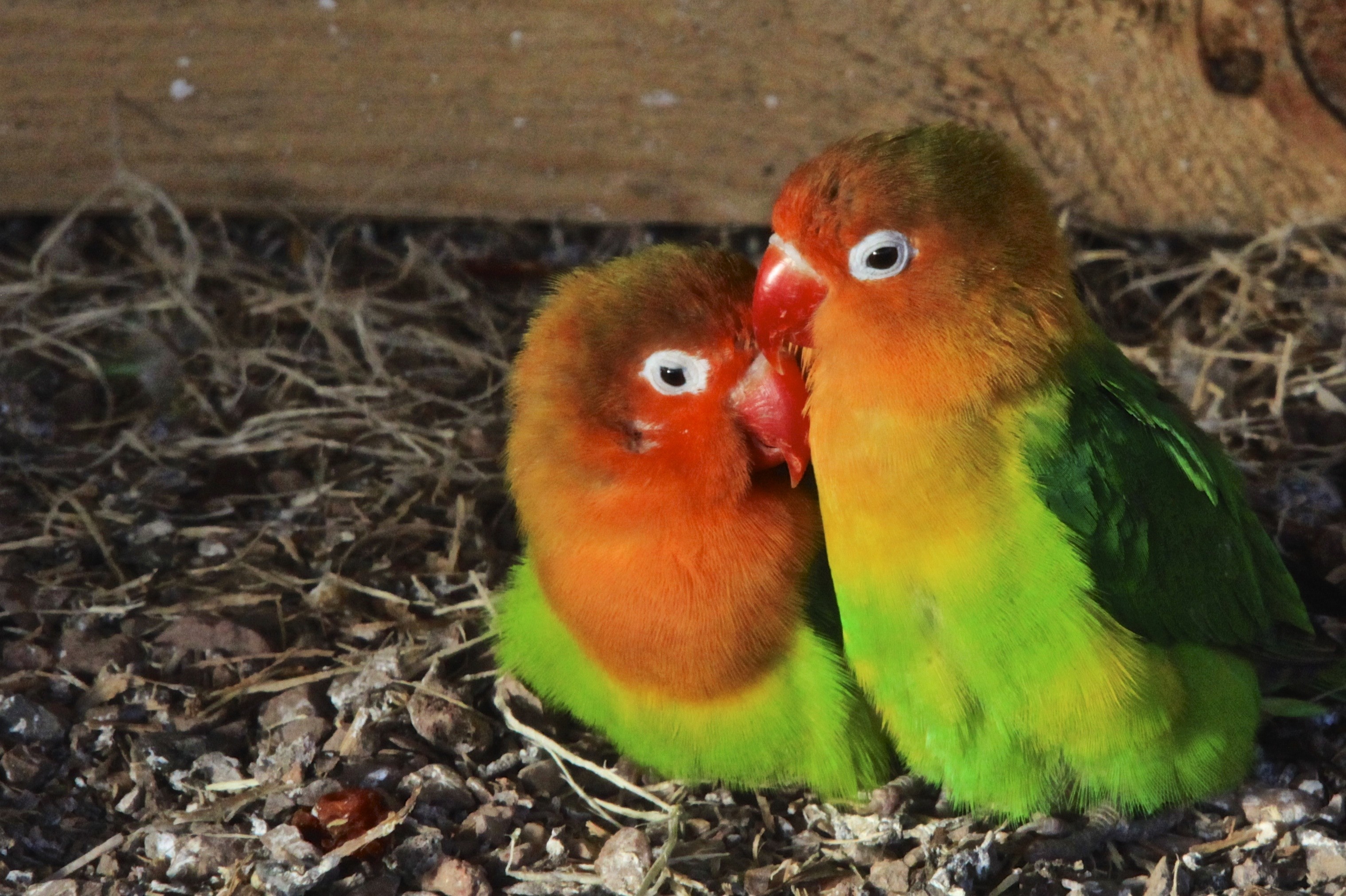 3037x2024 green and brown 2 lovebirds