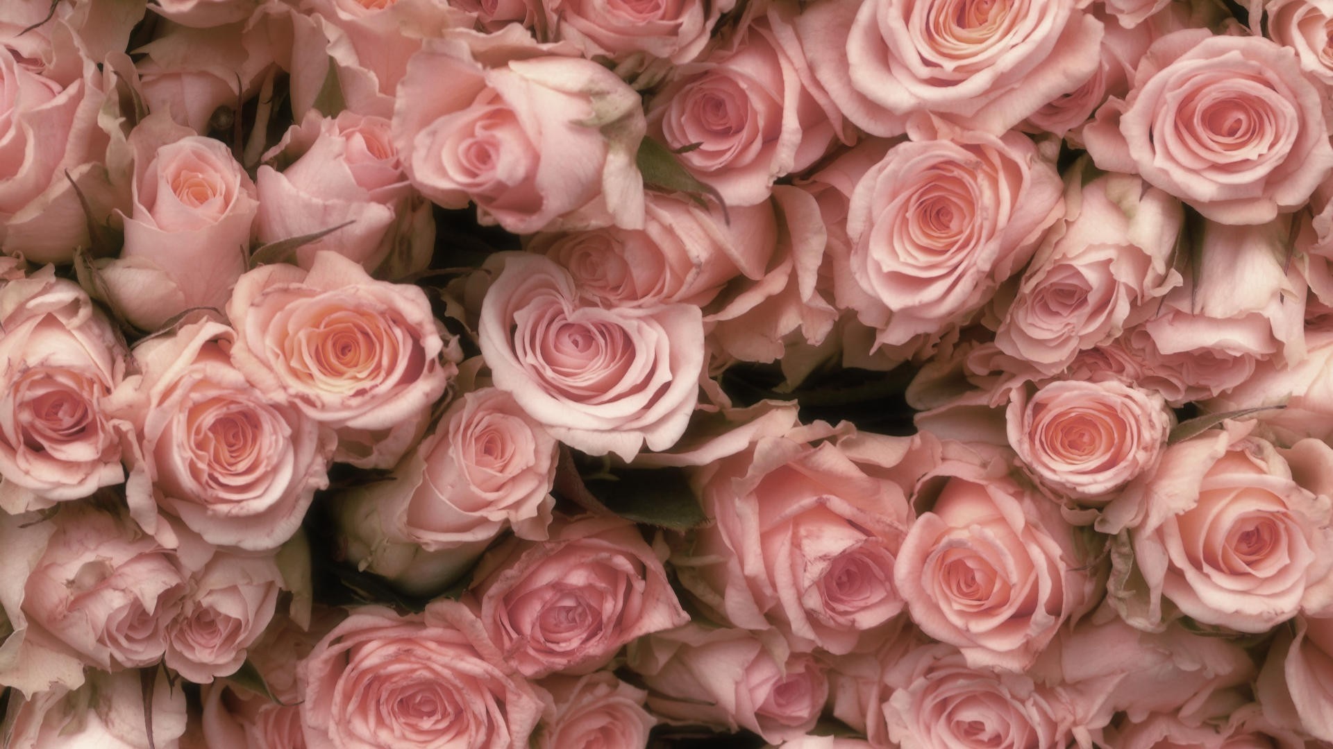 1920x1080 Pink Rose Backgrounds Â·â 