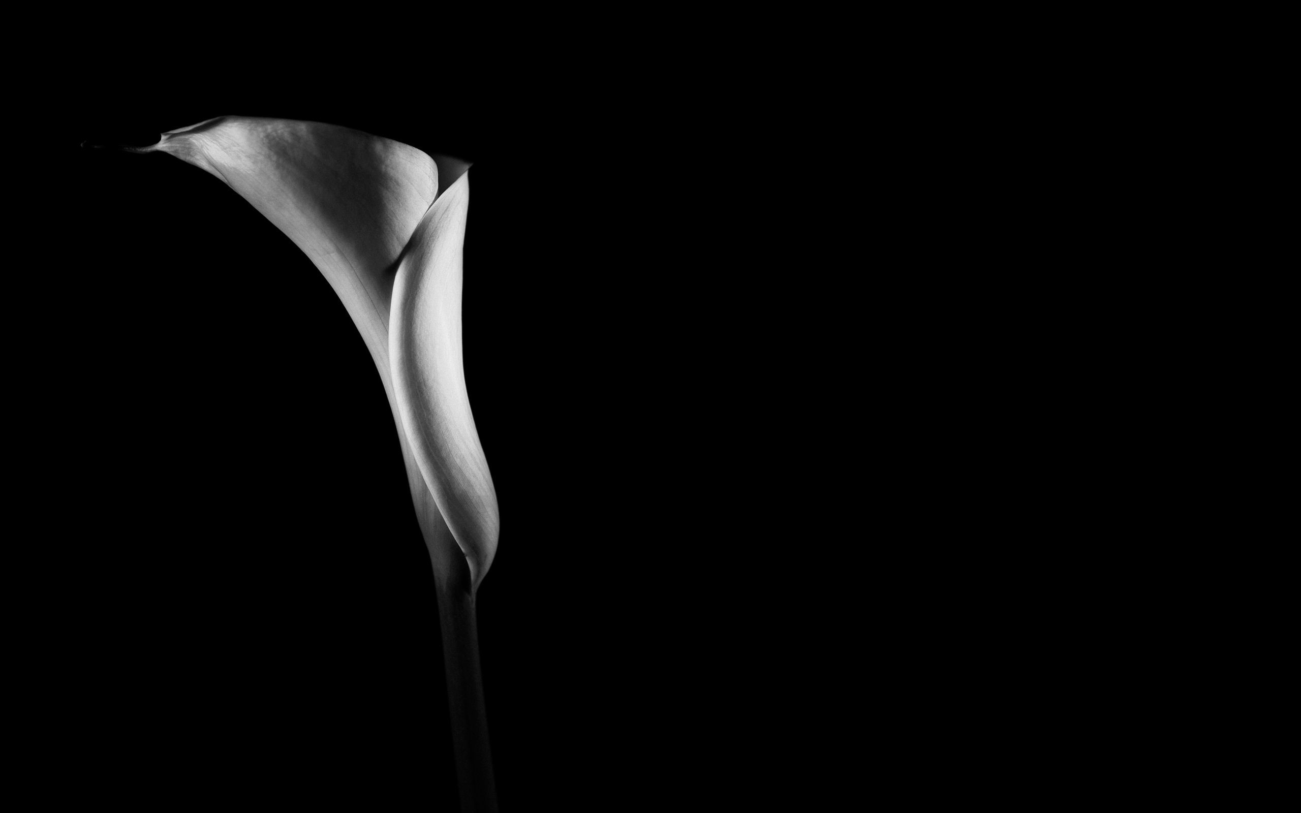 2560x1600 Photo black and white flower wallpaper.