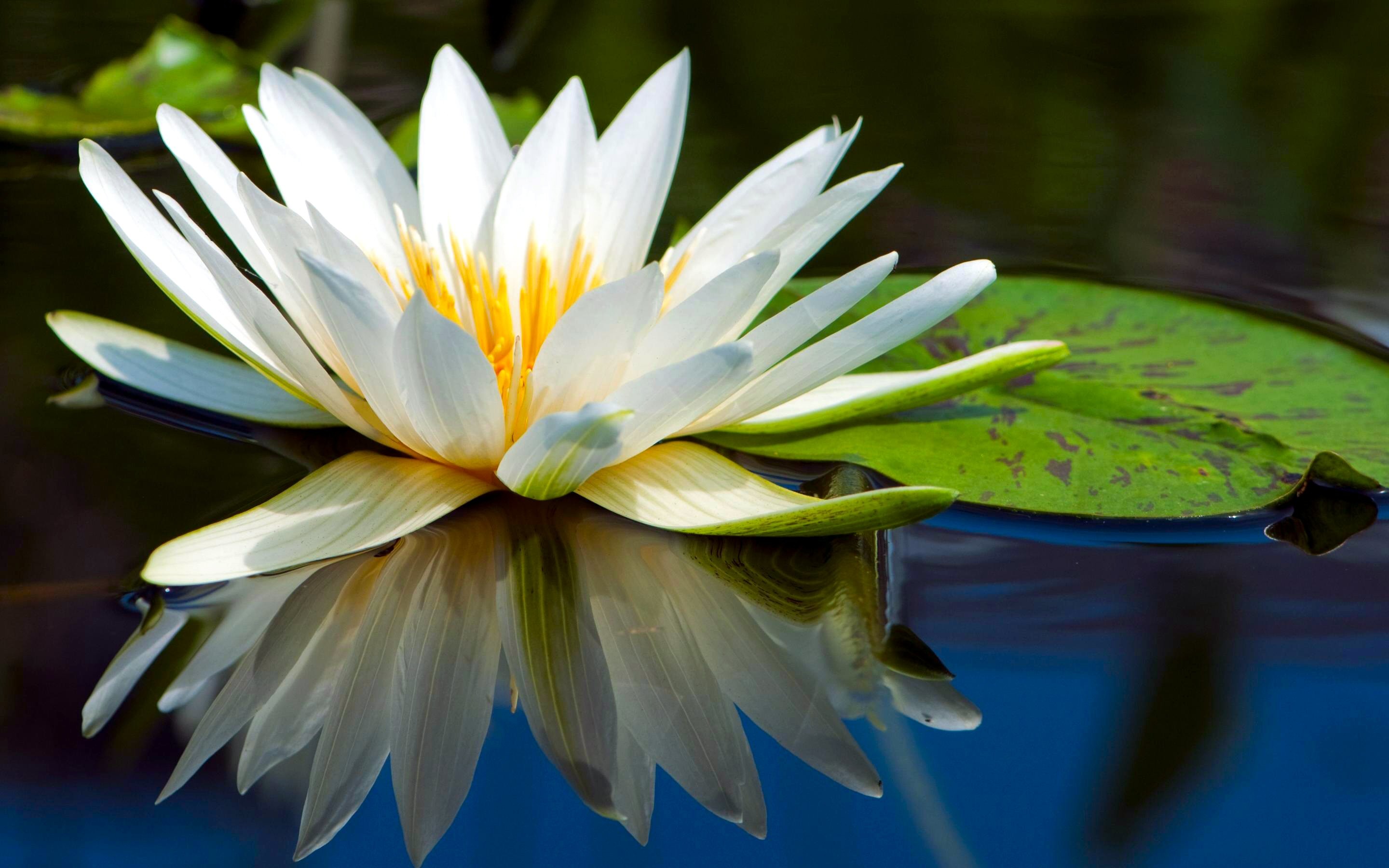 2880x1800 Flower Reflection Water Water Lily Â· HD Wallpaper | Background ID:319225