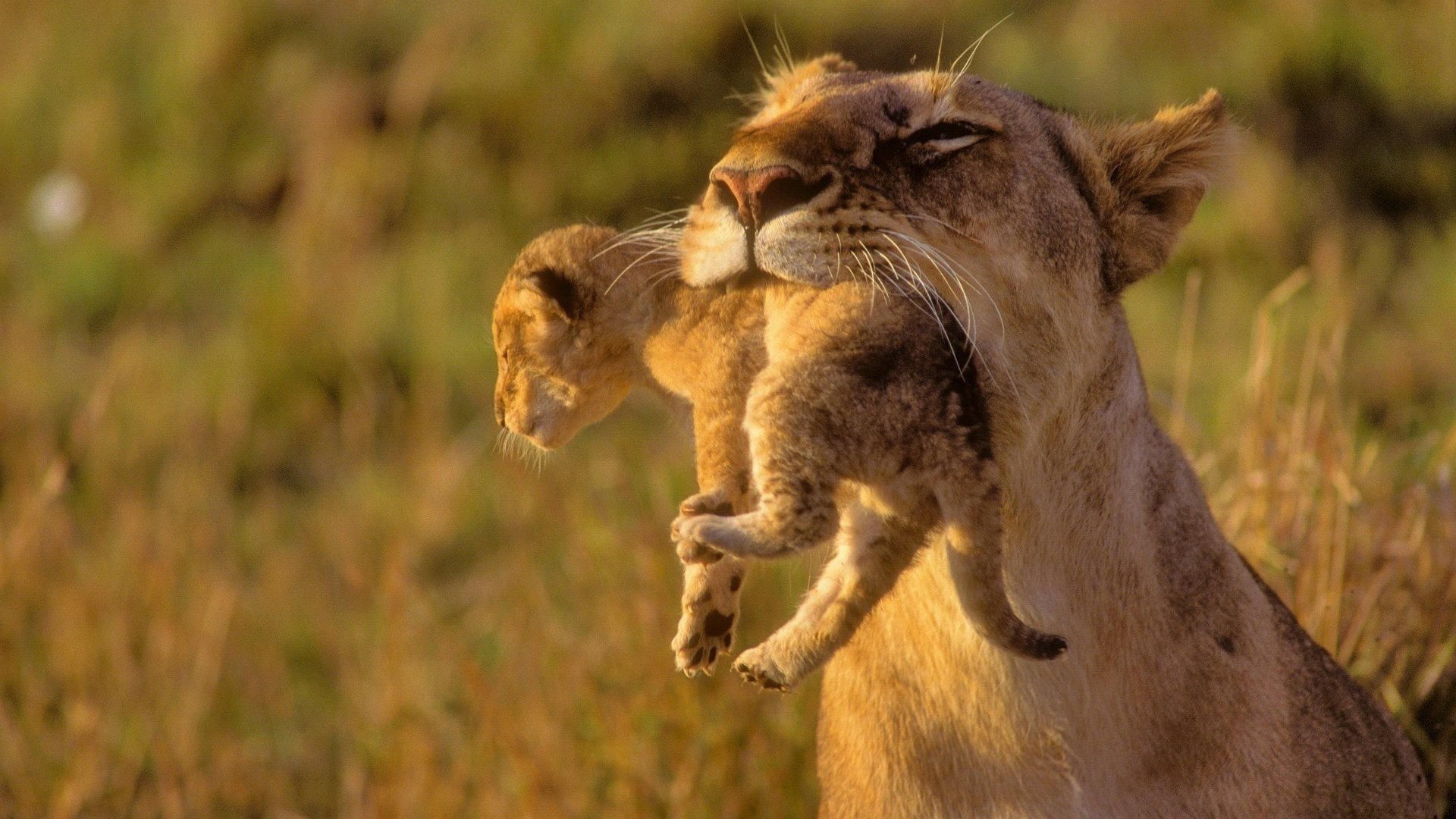 1920x1080 Animals-cubs-Africa-lions-baby-wallpaper-