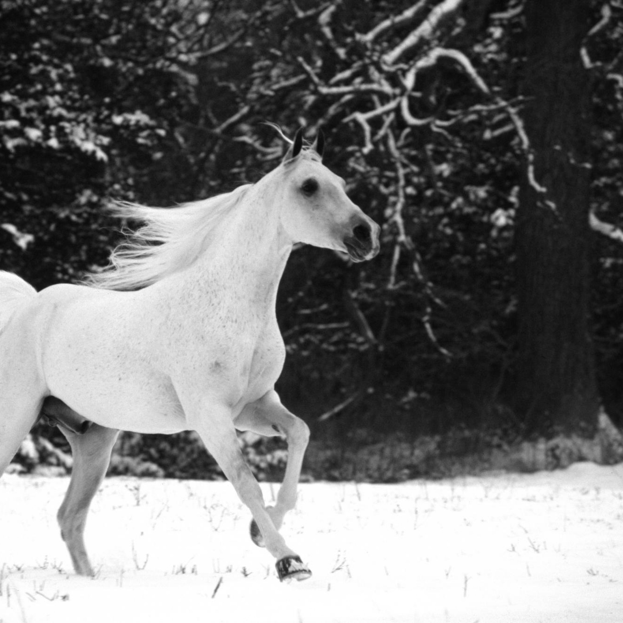 2048x2048  Wallpaper horse, jumping, mane, beautiful, black white, winter