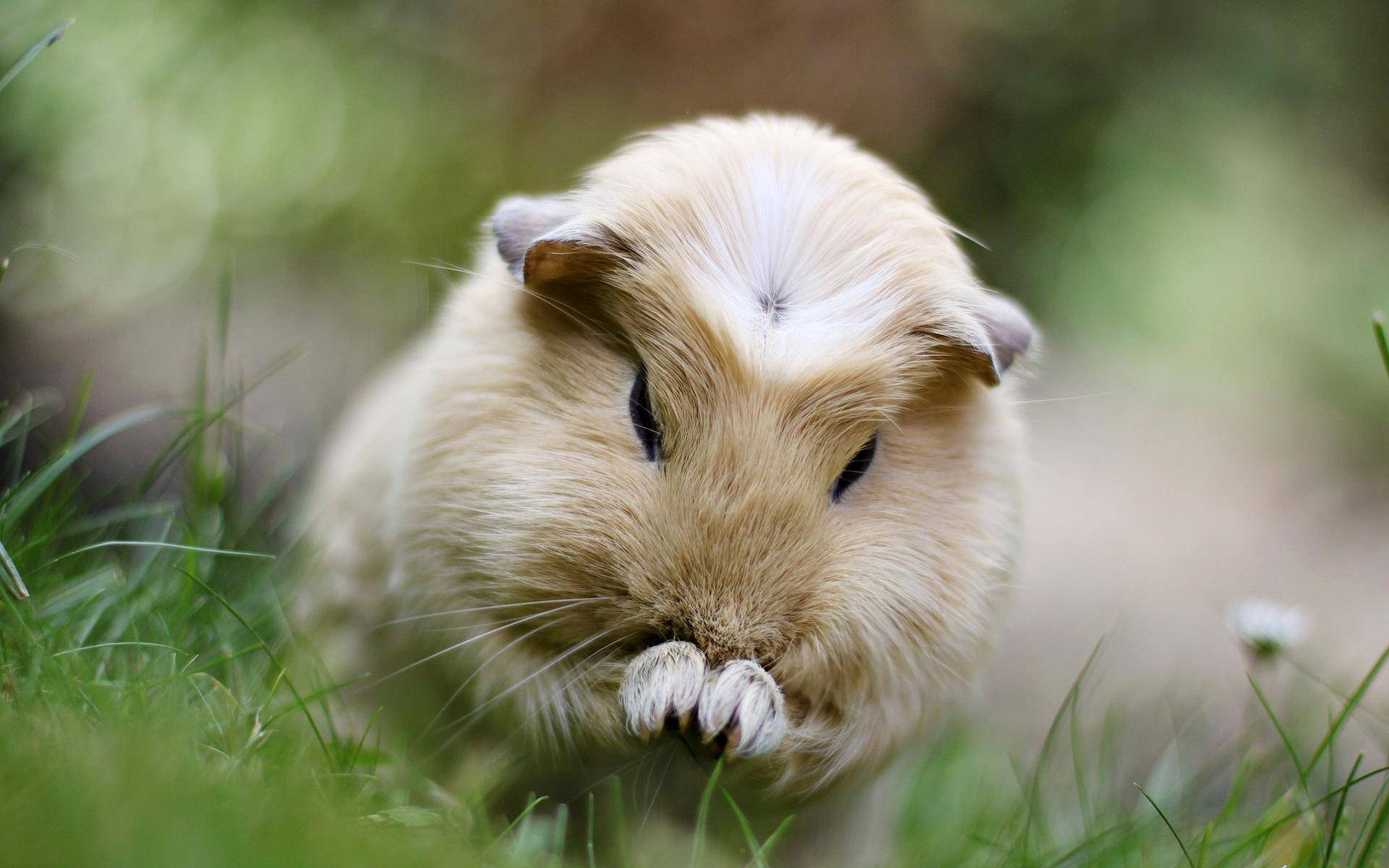 1920x1200 Download Guinea Pig Cute Wallpapers in HD Gallery