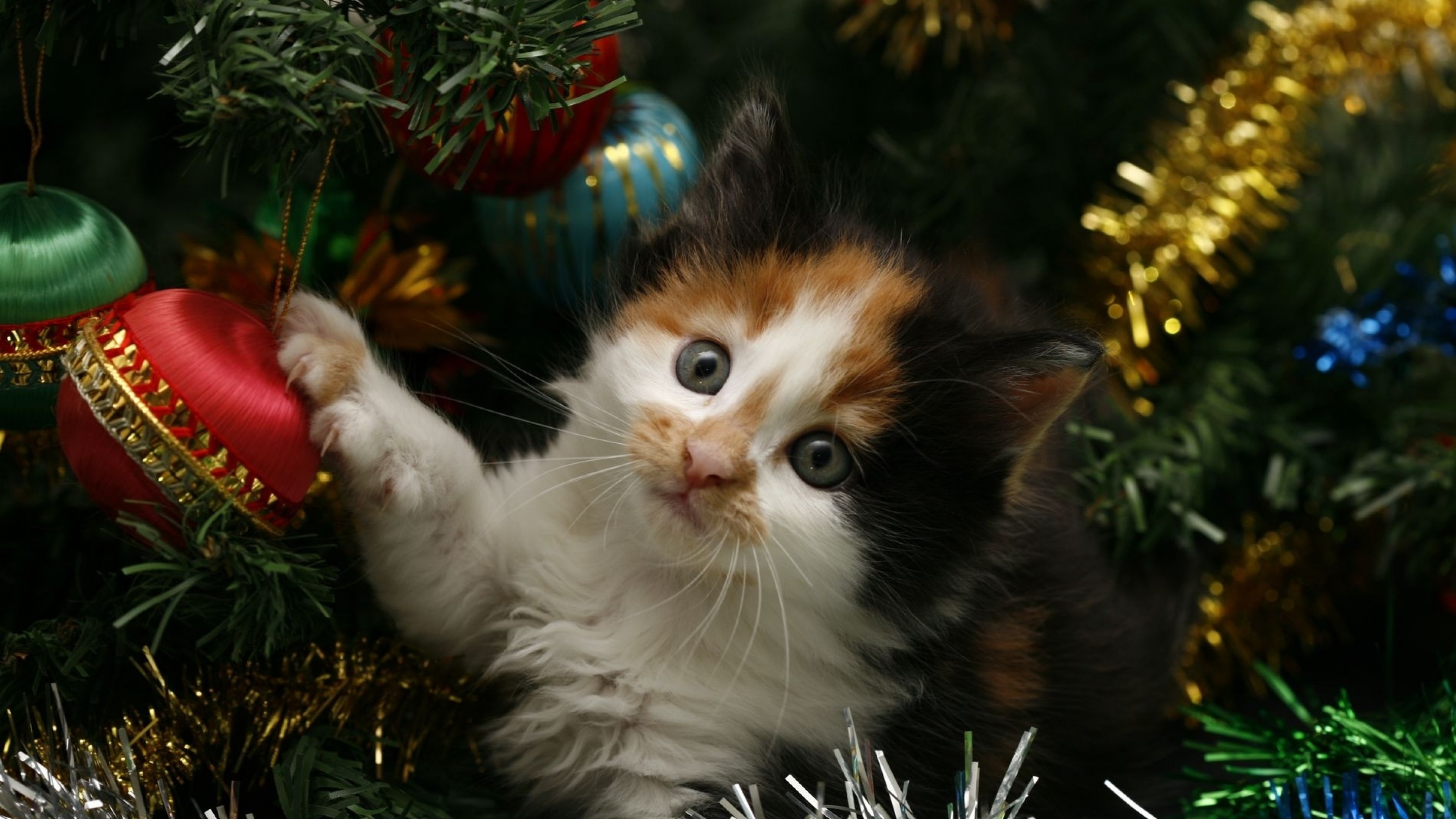 3840x2160  Wallpaper kitty, face, spotted, tree, christmas, christmas  decorations