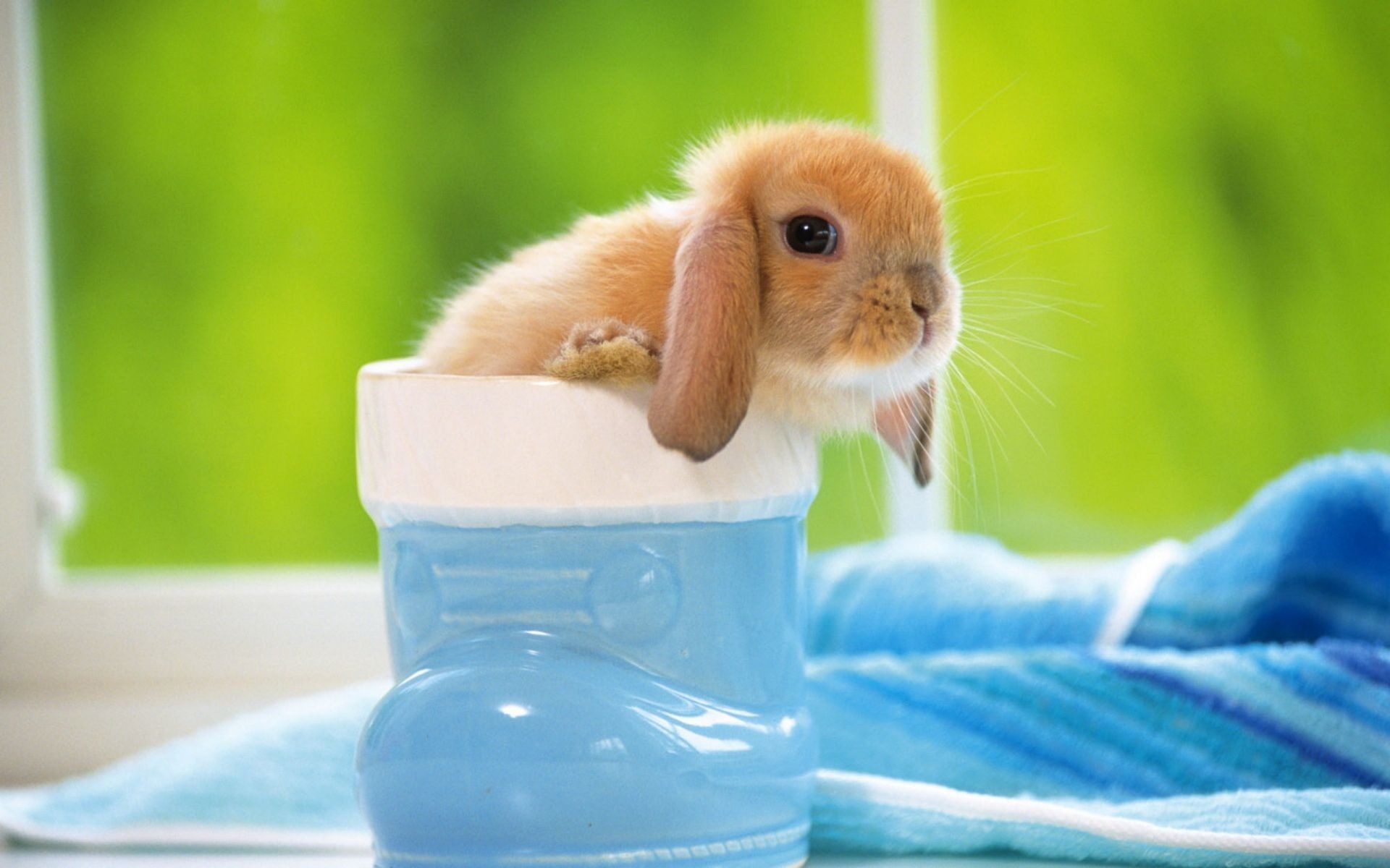 1920x1200 1920x1280 Cute white baby rabbits wallpapers - photo#13