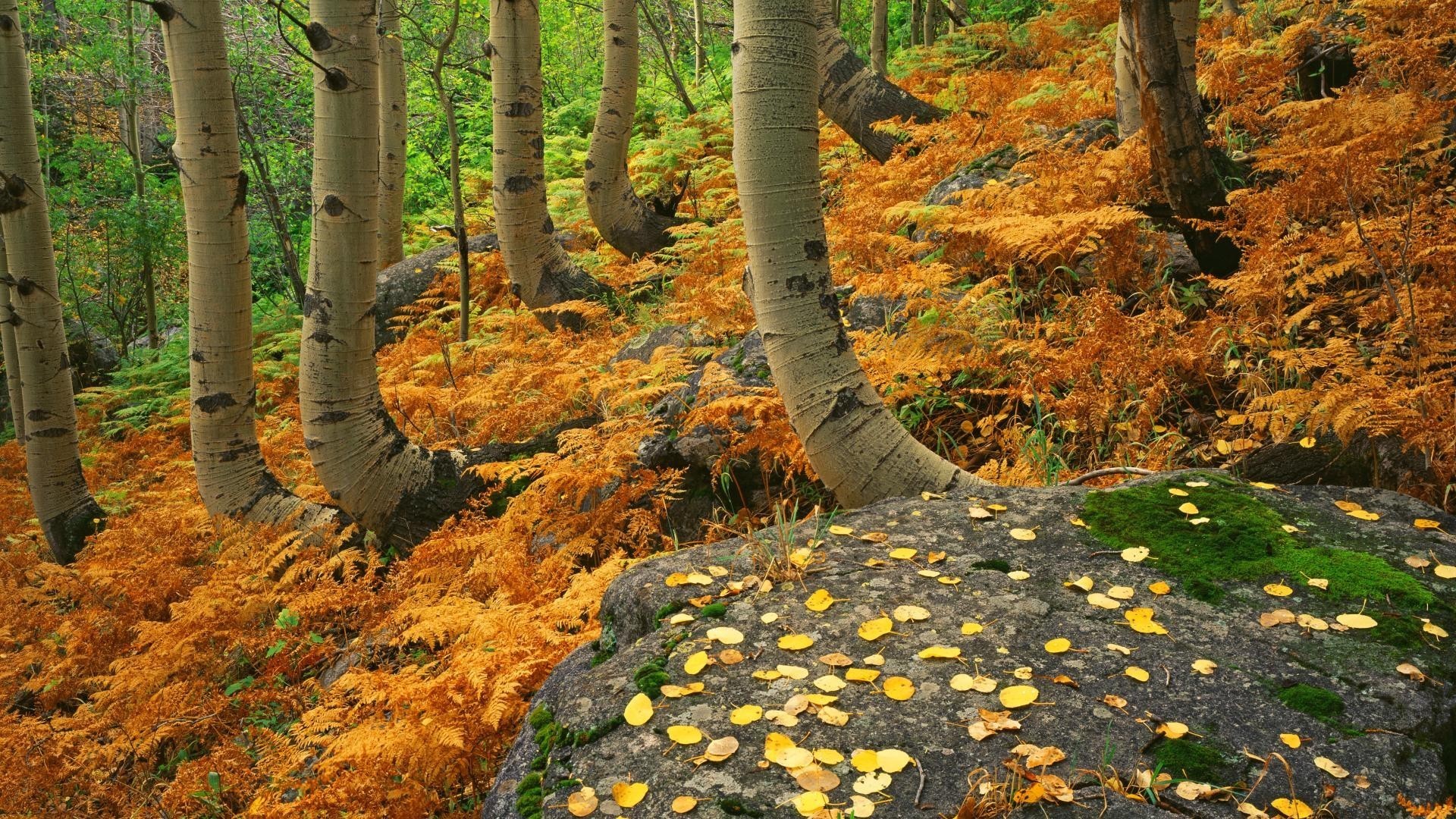 1920x1080 Rocky Tag - Landscapes Rocky Colorado Autumn National Park Ferns Nature Hd  Wallpaper For Android Phone