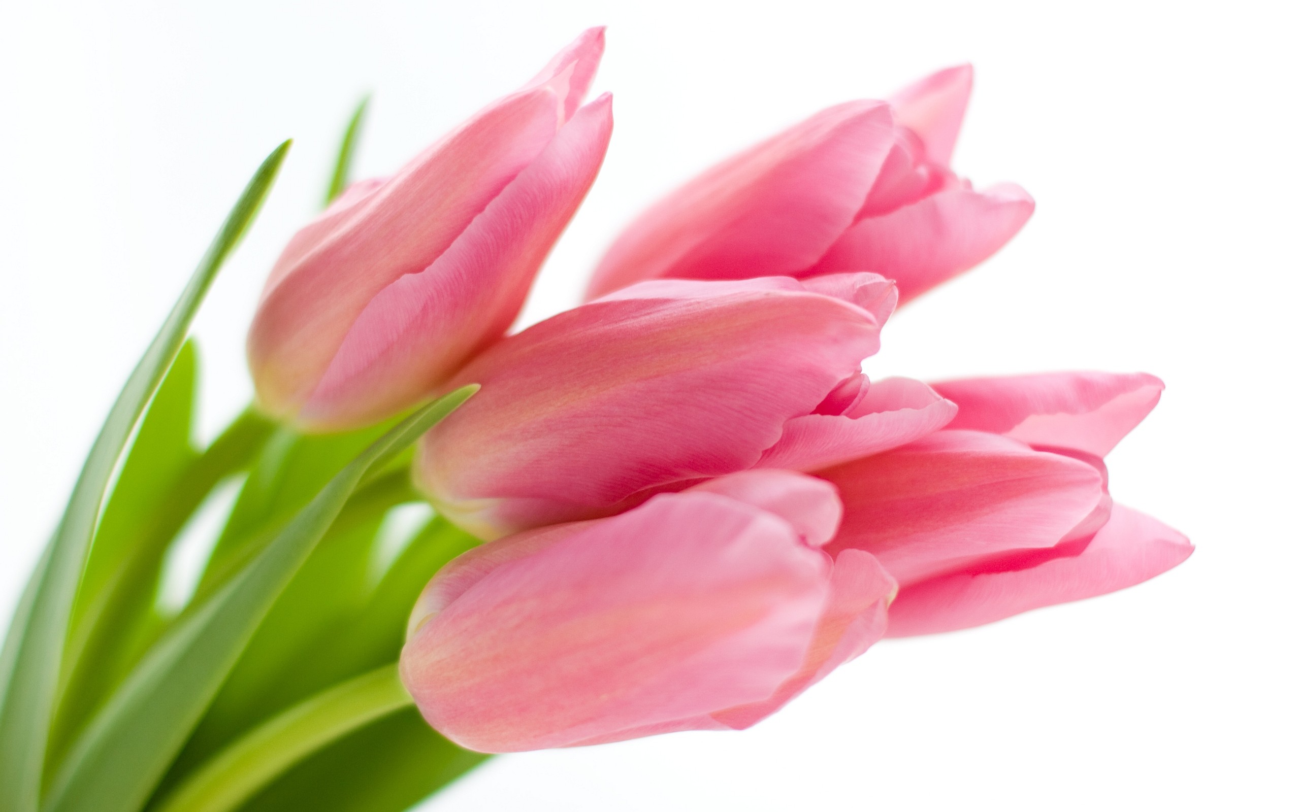2560x1600 Pink Tulips