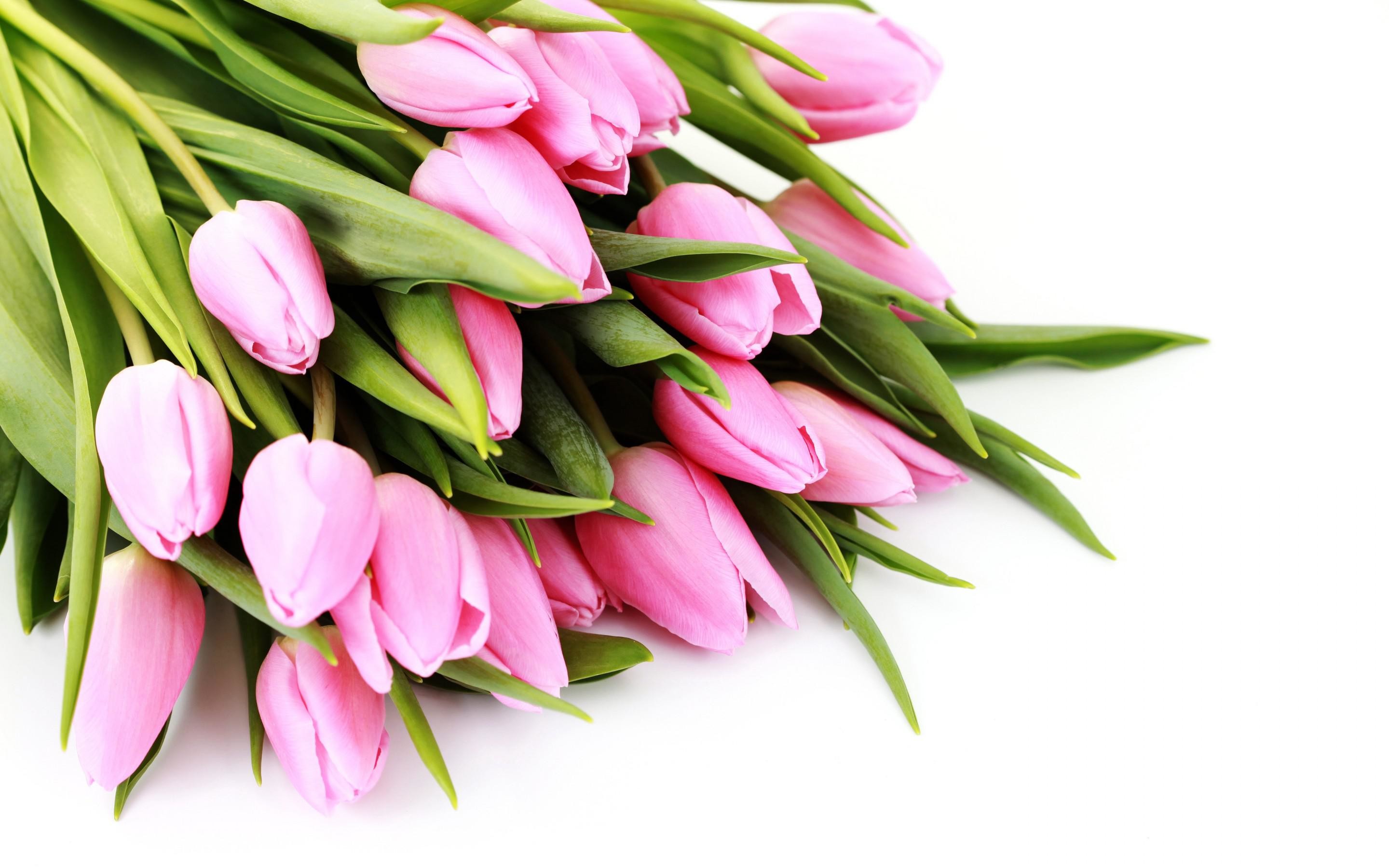 2880x1800 Pink Tulips
