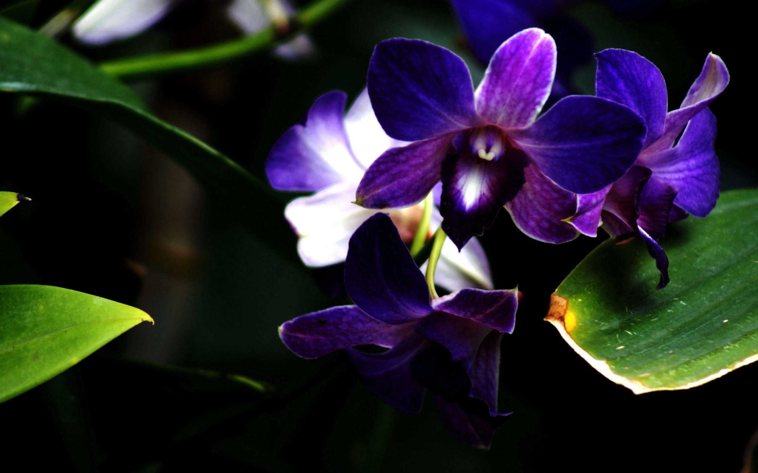 2560x1600 ... blue and purple orchids wallpaper ...