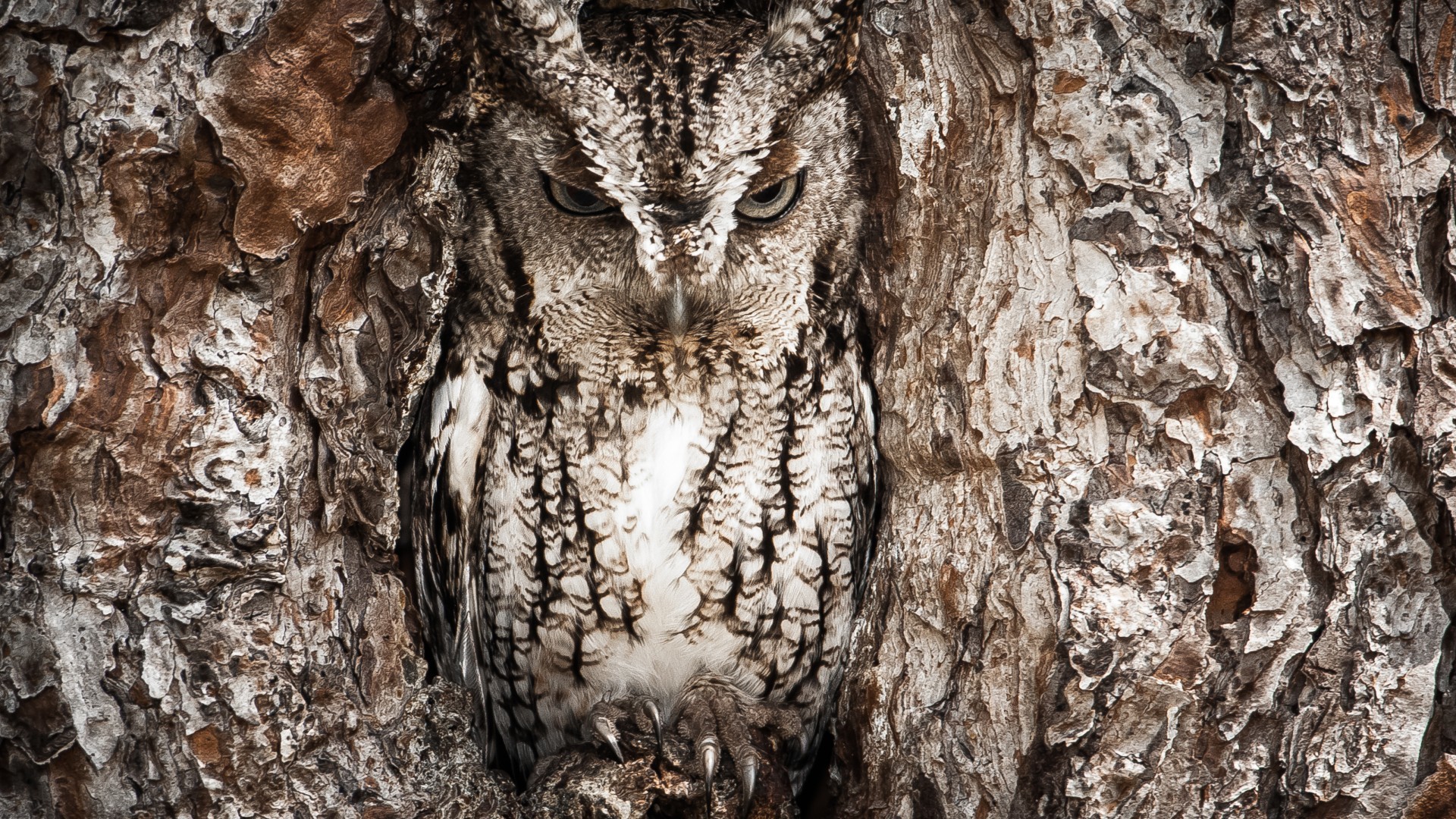 1920x1080 National Geographic, 4k, HD wallpaper, Owl, Hidden, Tree, Masking, ...