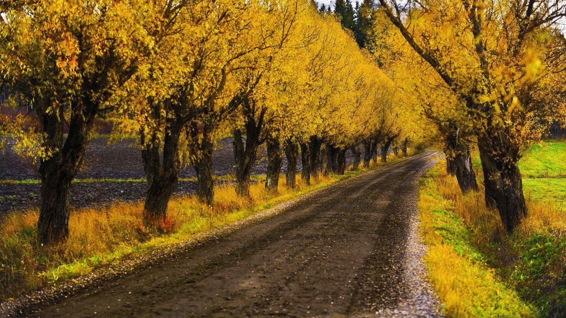 1920x1080 Misc - Autumn Trees Yellow Fall Leaves Road Alley Path Background Images  for HD 16: