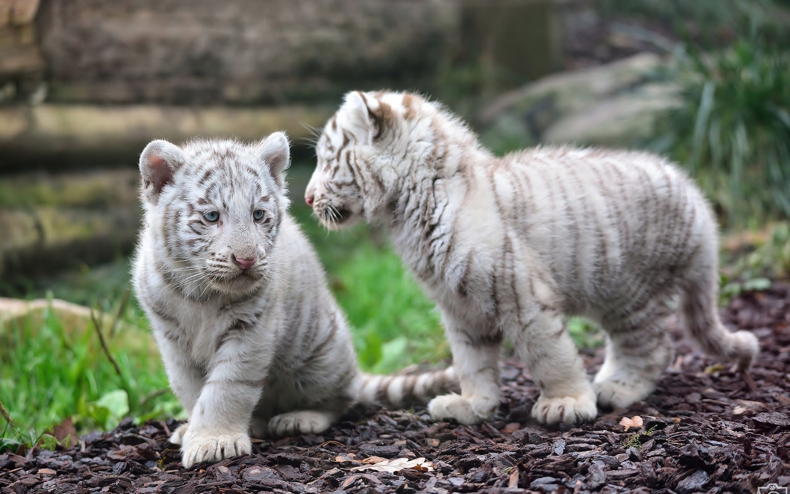 2560x1600 Animal White Tiger Tiger Animal Baby Wallpaper