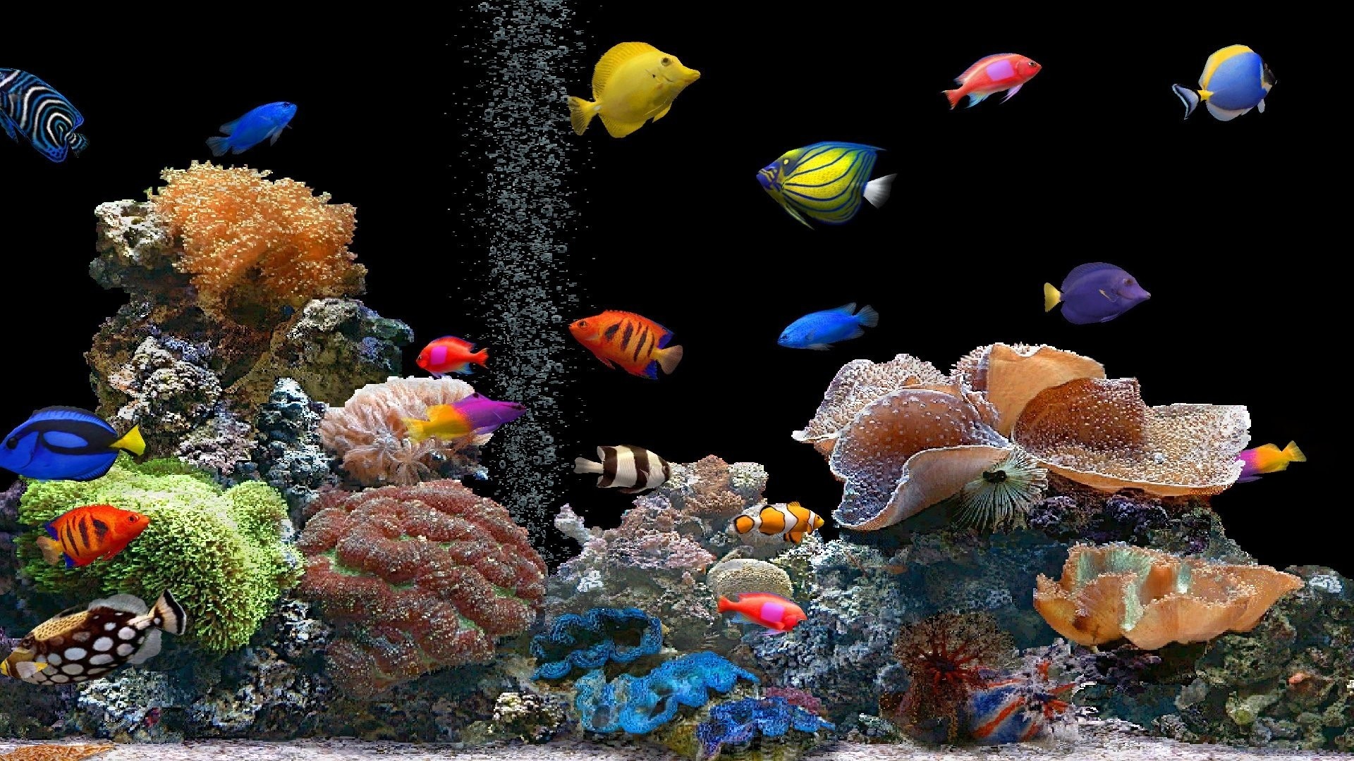 1920x1080 Preview wallpaper fish, underwater, colorful, coral 
