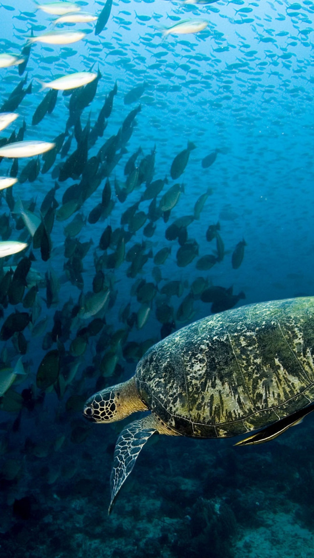 1080x1920 Preview wallpaper turtle, underwater, swim, fish, sea, ocean 