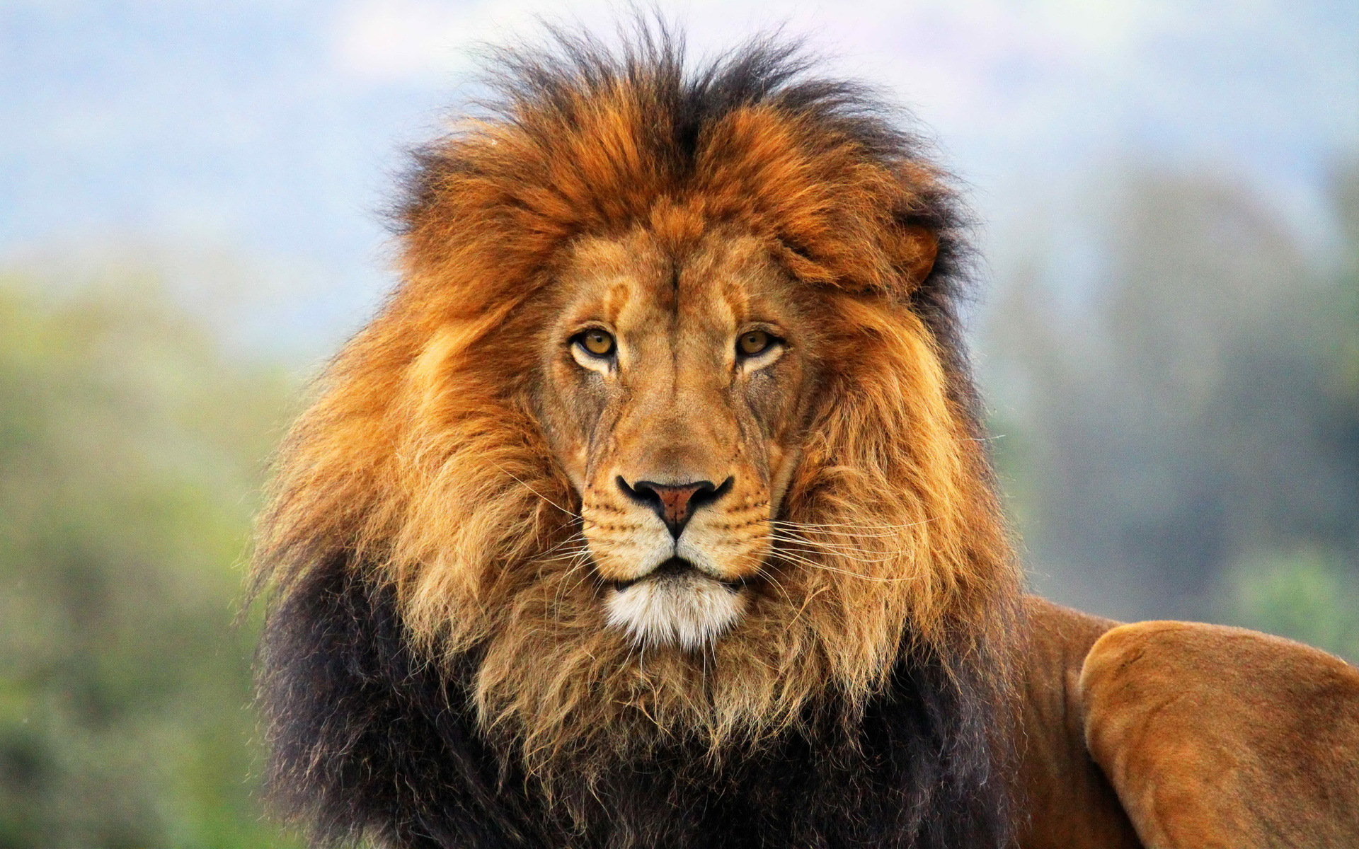 Aslan Wallpapers - Top Free Aslan Backgrounds - WallpaperAccess