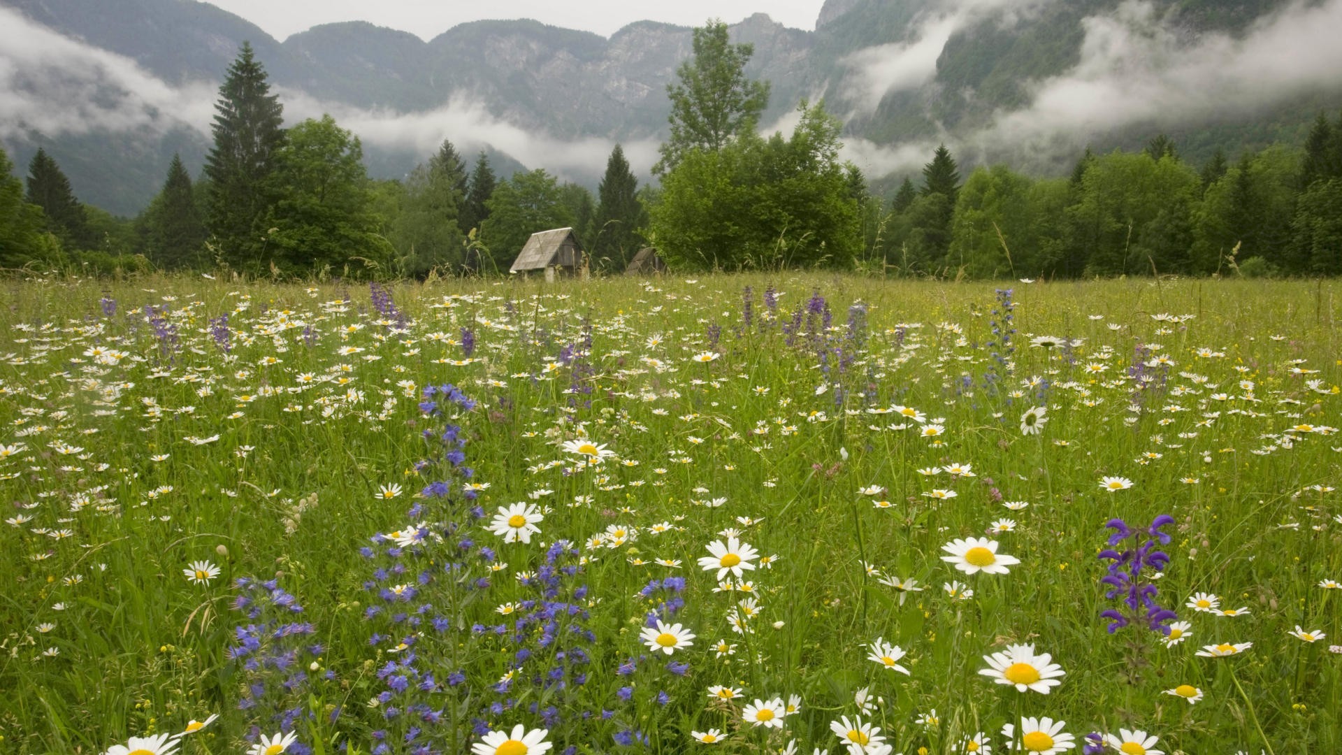 1920x1080 Spring Meadow Backgrounds 32109