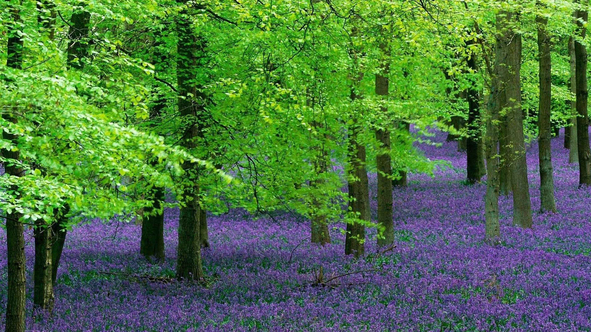 1920x1080  beautiful Green woods and purple flowers world wide wallpapers :1280x800,1440x900,1680x1050