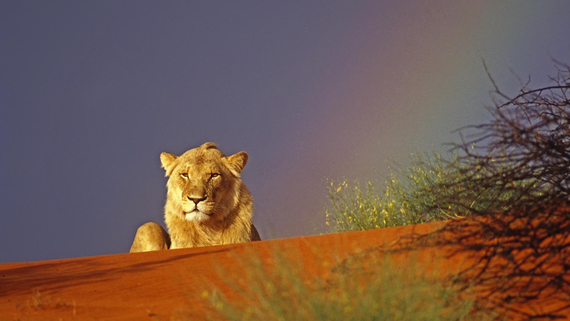 1920x1080 rainbow, lion, kalahari, desert