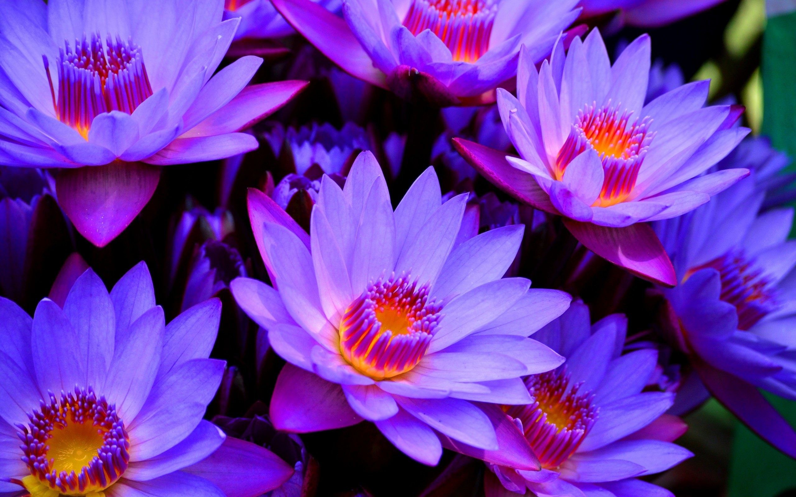 2560x1600 Purple Lotus Flower Wallpaper