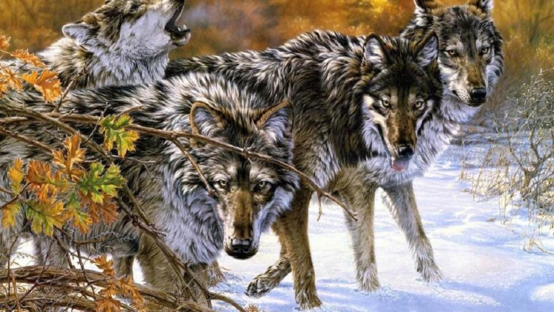 1920x1080 wolf pack wallpaper u00b7 u2460 Native American Wolf Drawings Native  American Indian Wolf Wallpaper