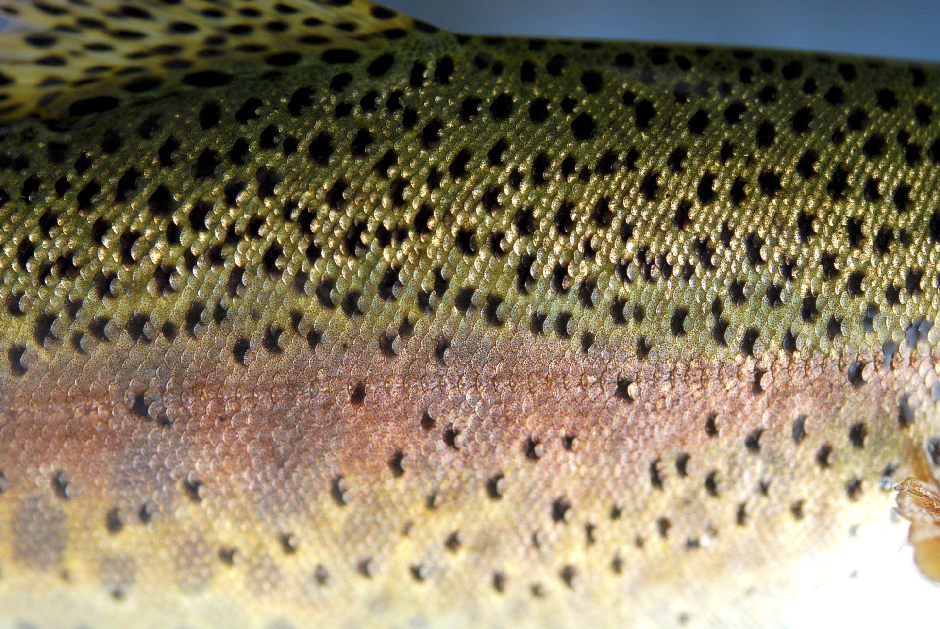 1936x1296 Rainbow Trout Reference Photos