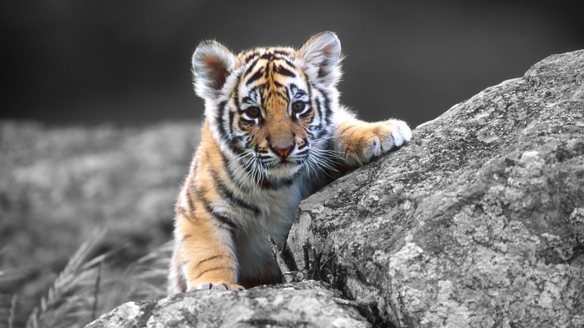 1920x1080 Cute Baby Tigers Wallpapers Widescreen 2 HD Wallpapers