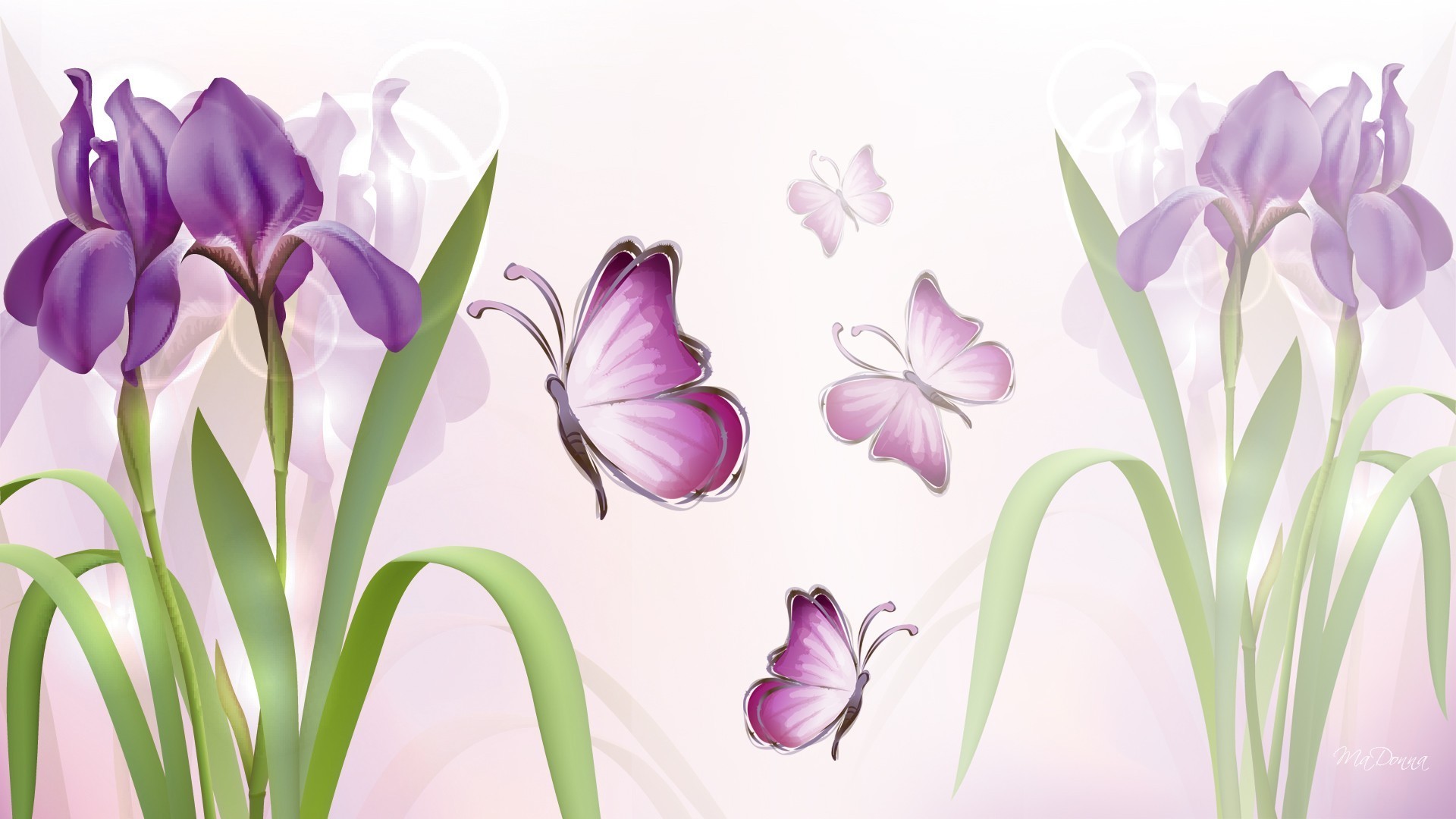 1920x1080 Summer Fragrant Spring Pink Butterflies Garden Purple Iris Flower Wallpaper  Backgrounds Hd Detail