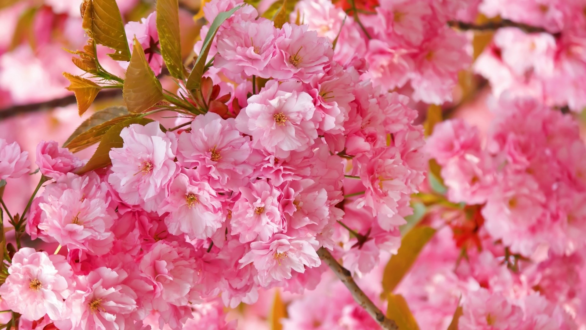 1920x1080 cute cherry blossom wallpapers desktop