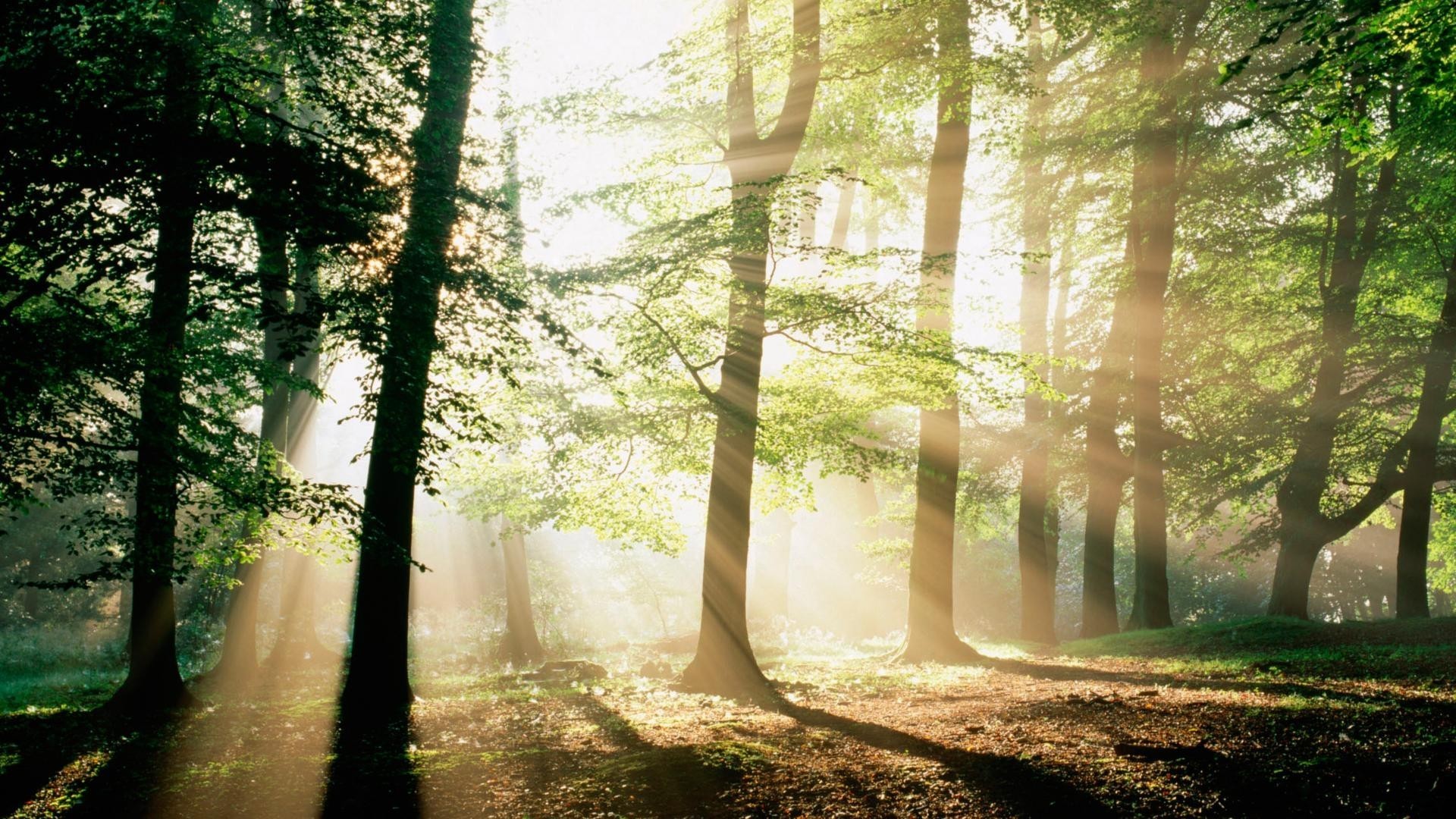 1920x1080 Forest morning mystical wallpaper